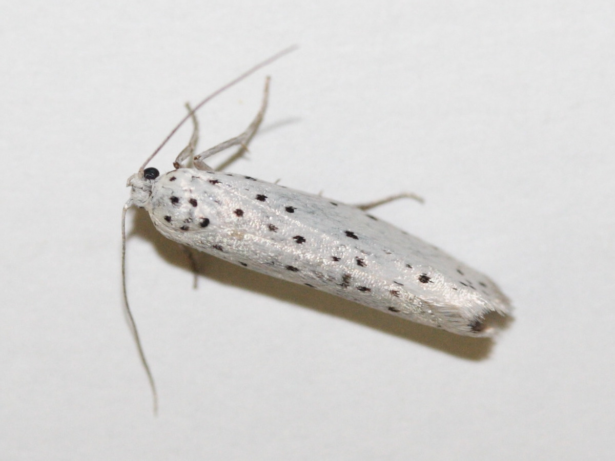 Afficher le média Yponomeuta_padella Yponomeuta_padella