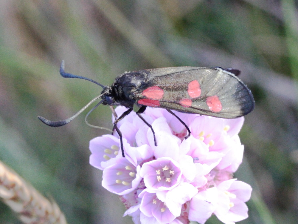 zygaena_trifolii4md
