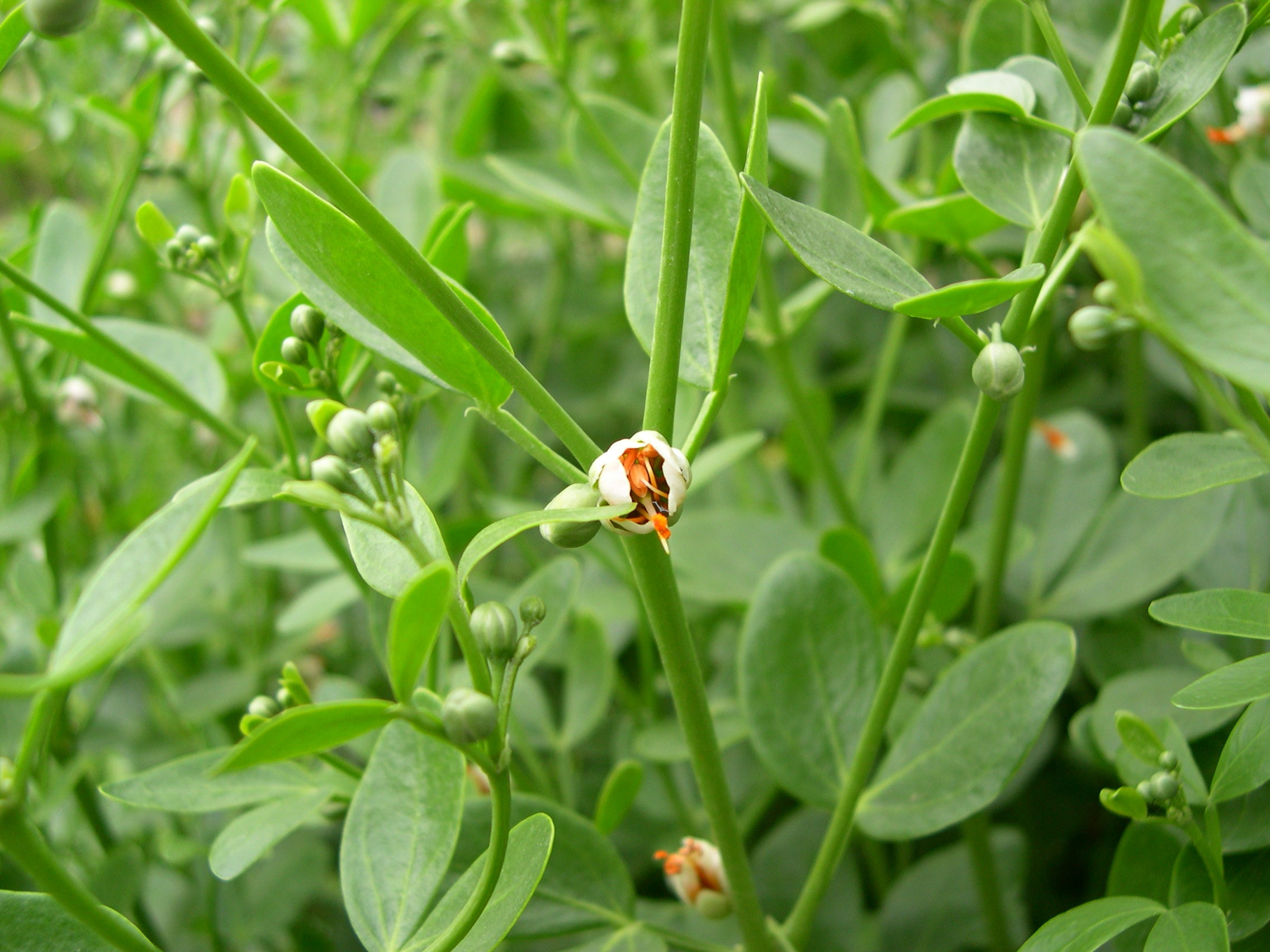 zygophyllum_fabago2md