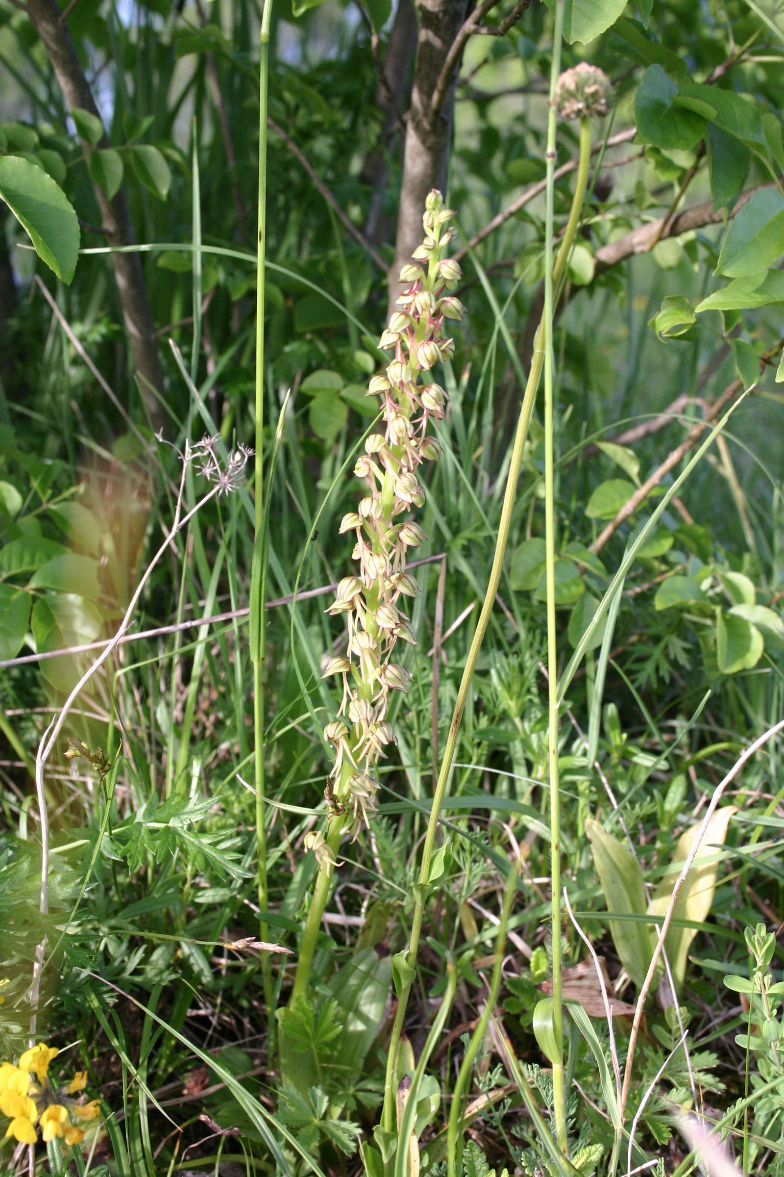 Afficher le média aceras_anthropophorum5sd aceras_anthropophorum5sd