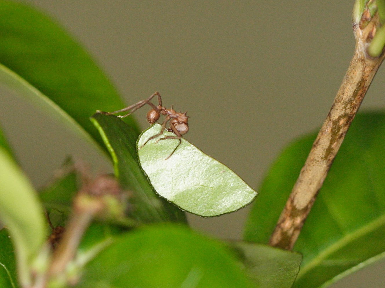 acromyrmex_octospinosus1md