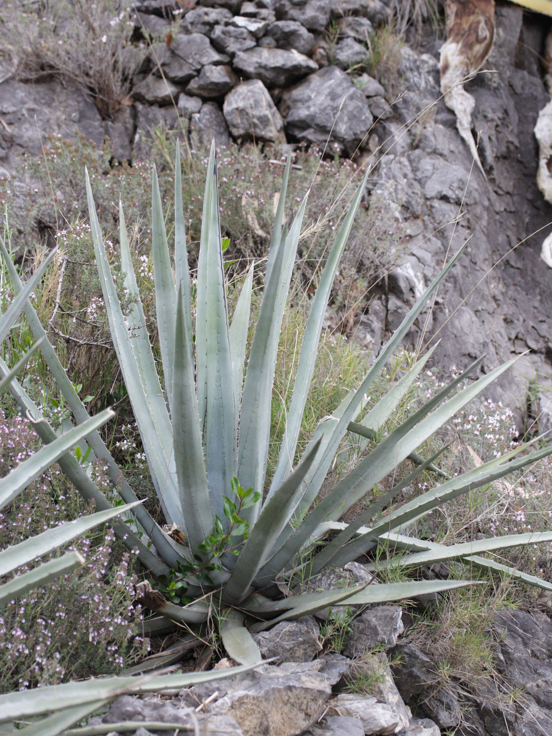 agave_angustifolia1md