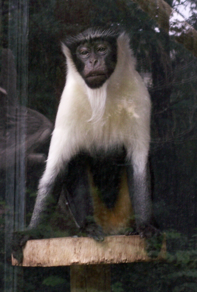 allenopithecus_nigroviridis2md