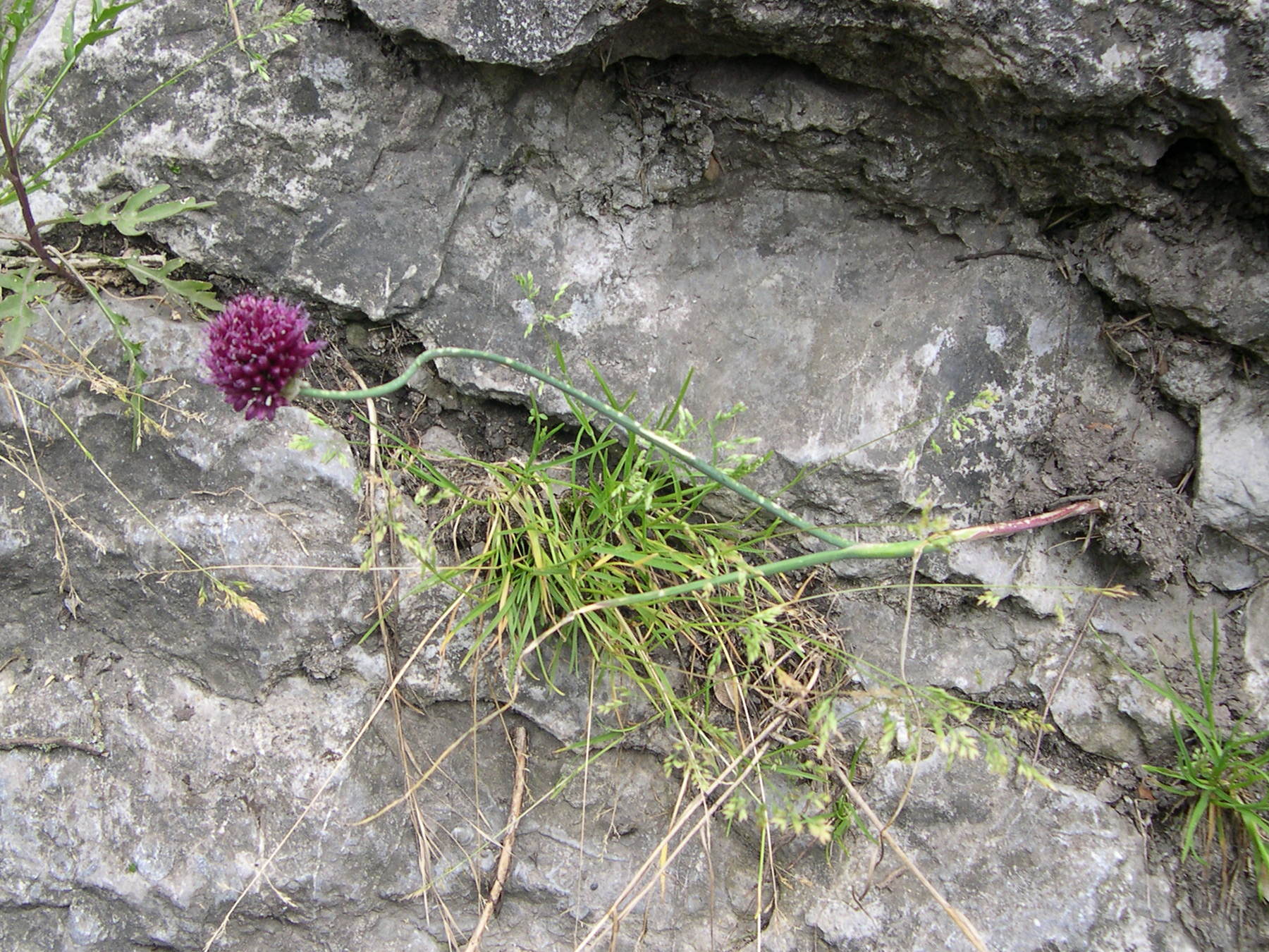 allium_sphaerocephalon2md