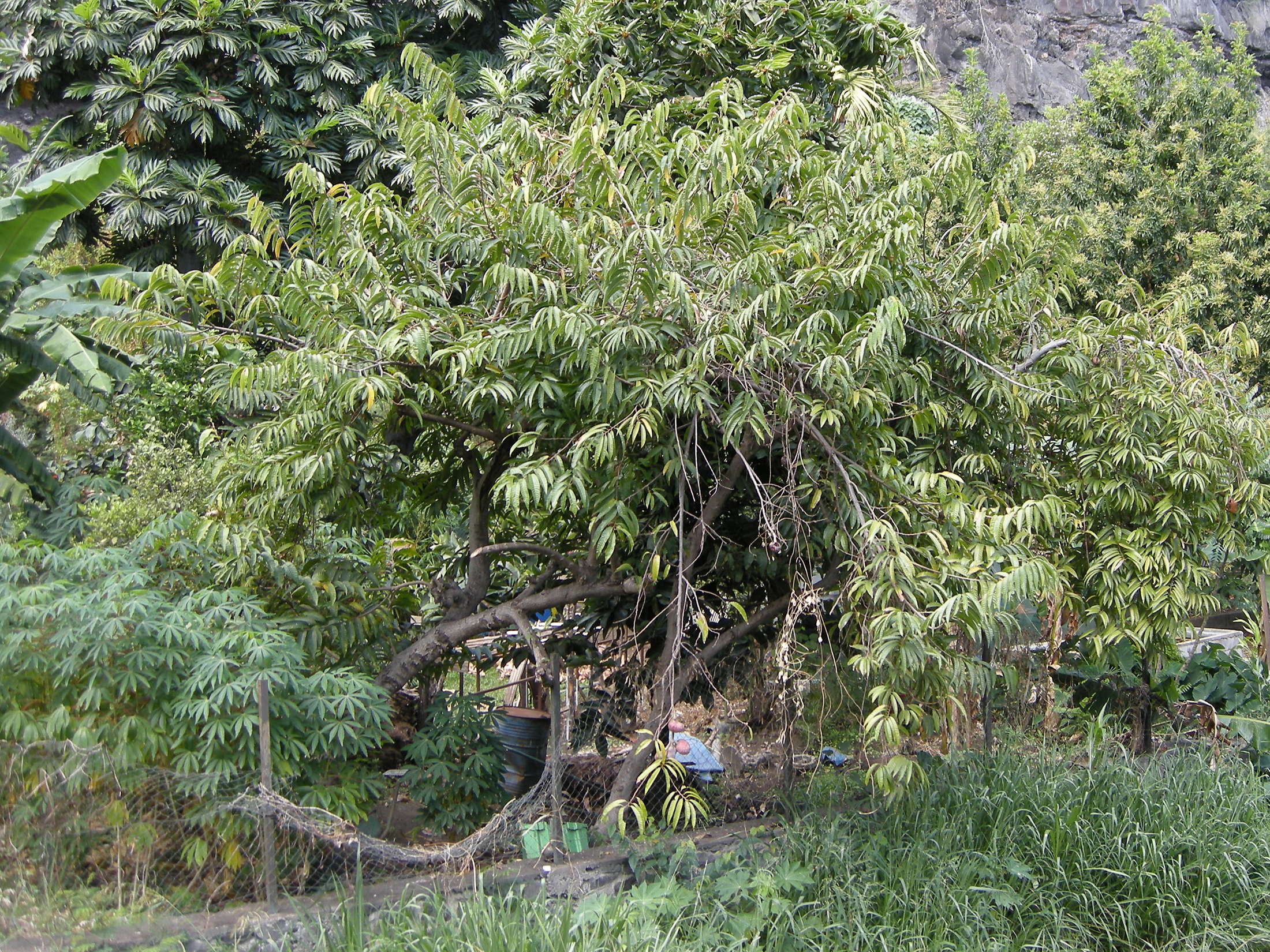 annona_reticulata4md