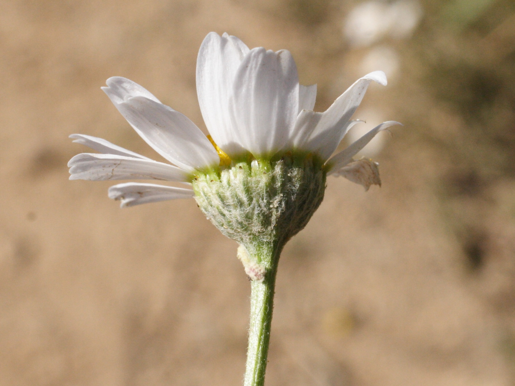 Afficher le média anthemis_maritima2amd anthemis_maritima2amd
