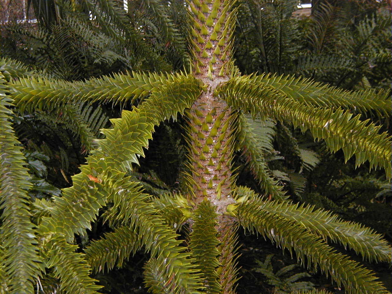 Afficher le média araucaria_araucana2md araucaria_araucana2md