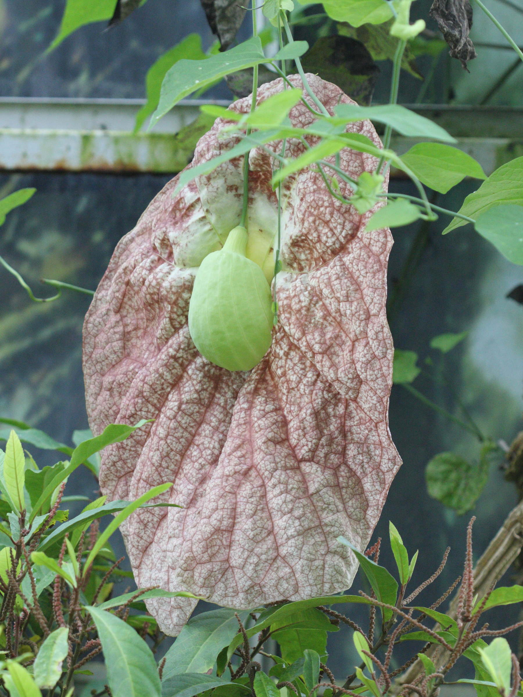aristolochia_gigantea2bd