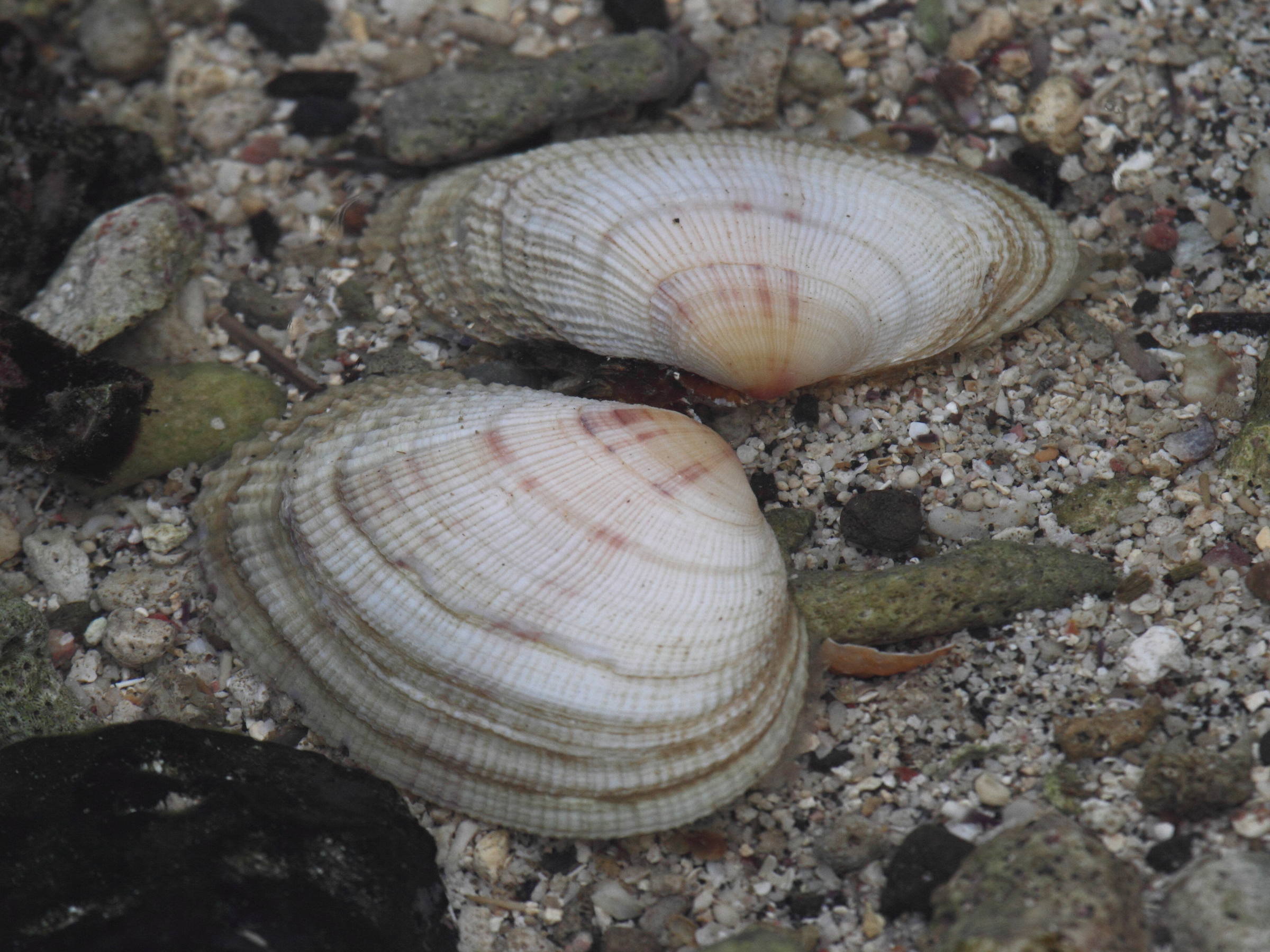 asaphis_violaceus1bd