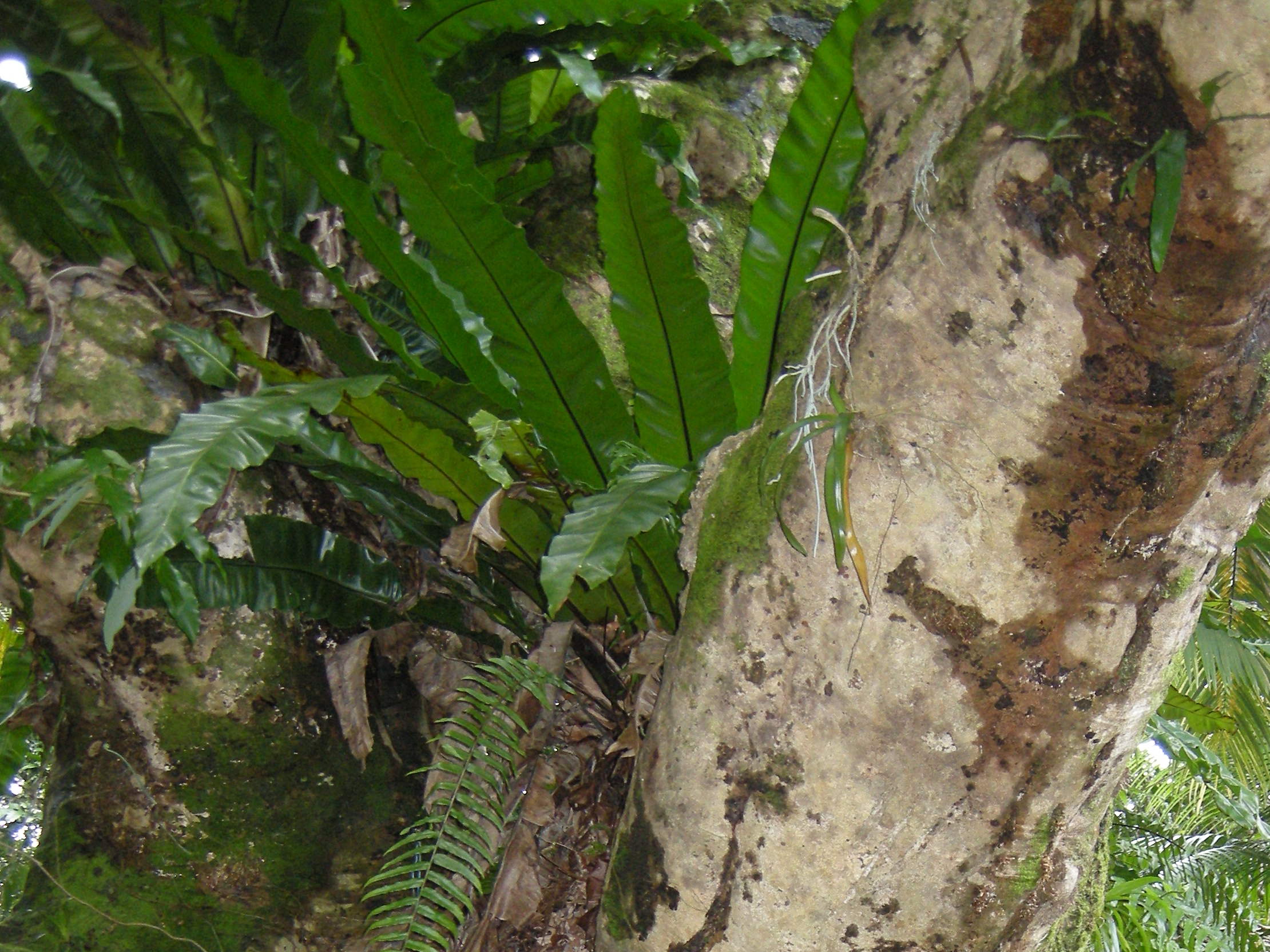 Afficher le média asplenium_nidus1md asplenium_nidus1md