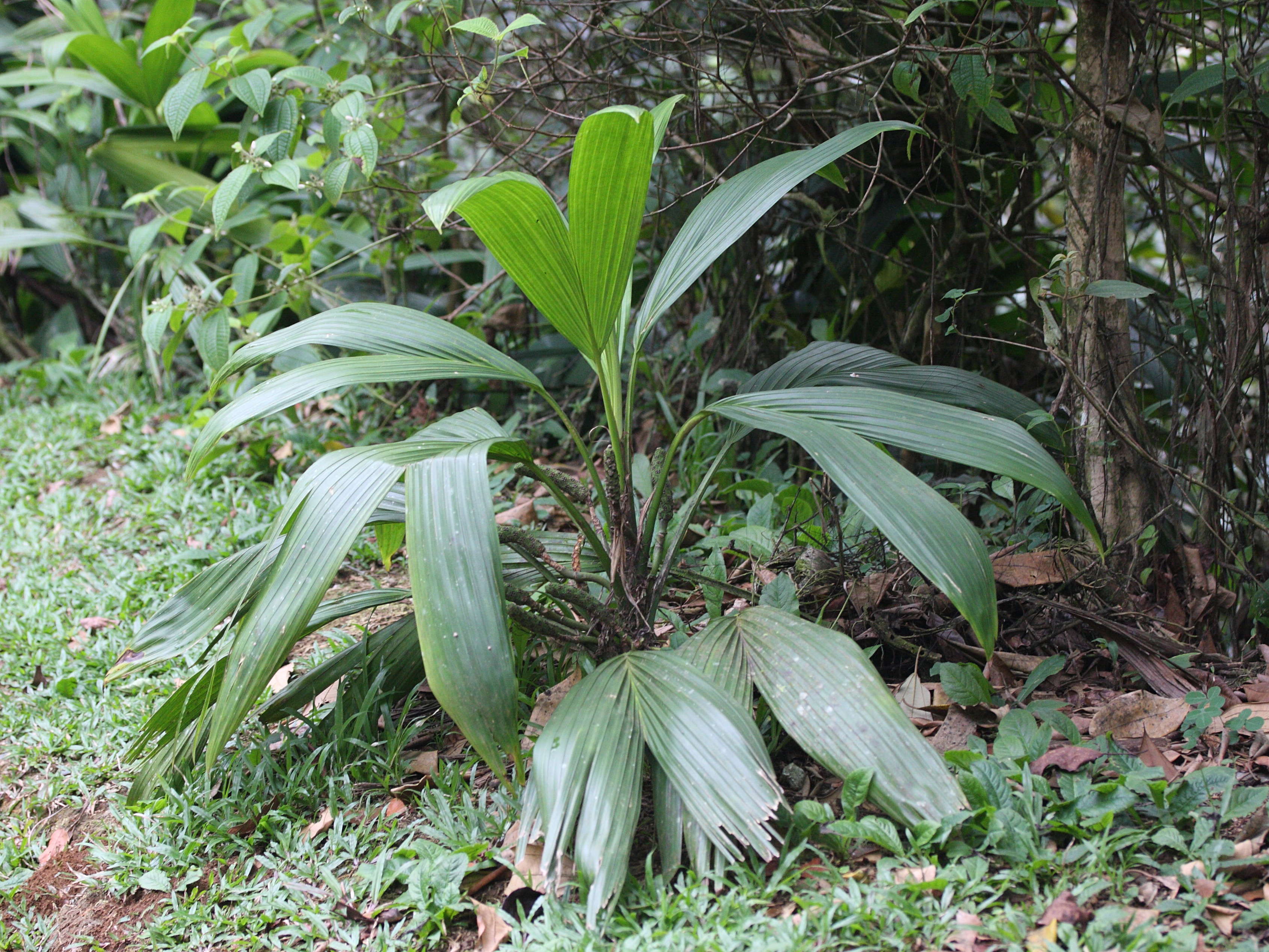 Afficher le média asplundia_insignis2md asplundia_insignis2md