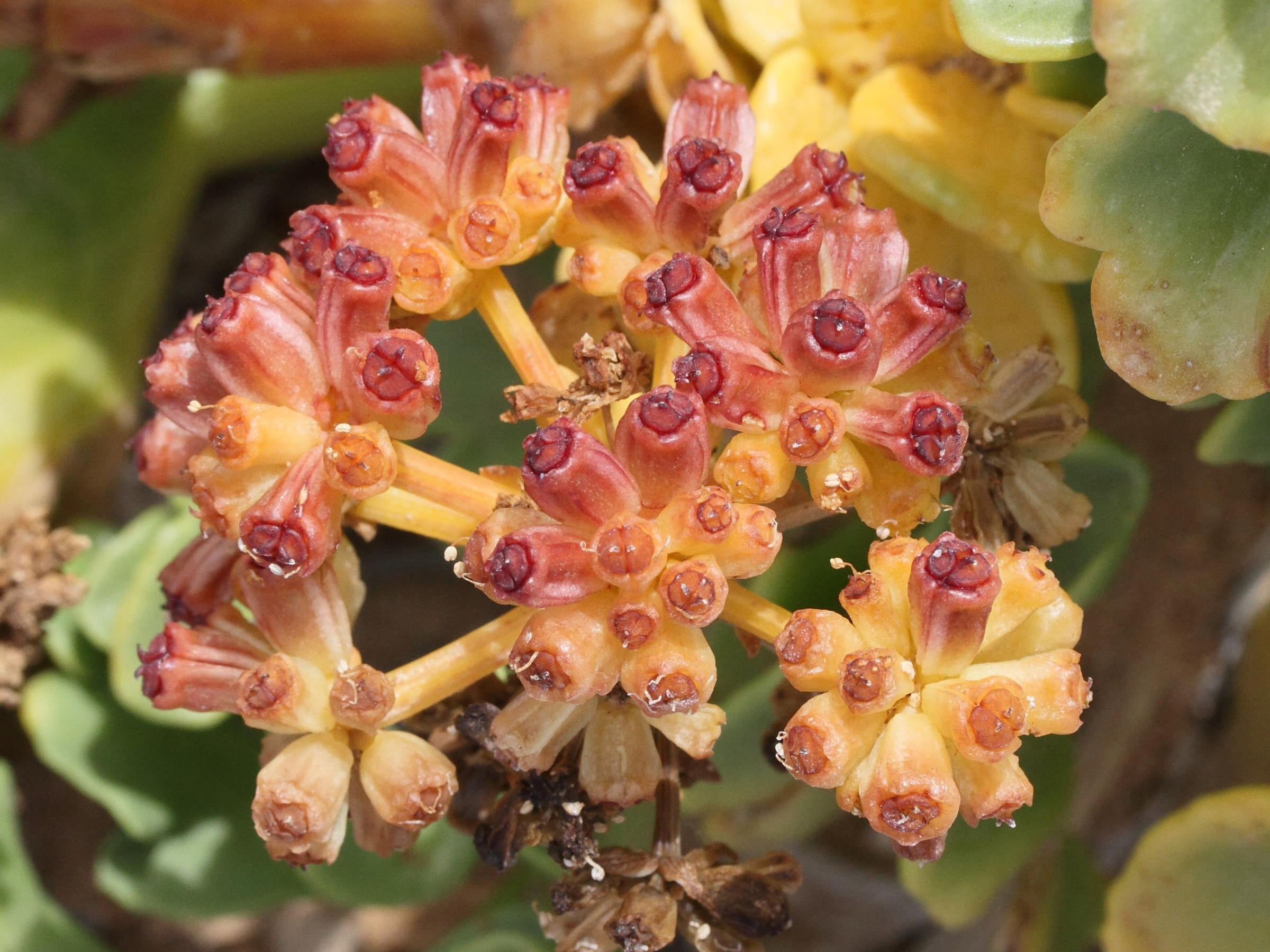 astydamia_latifolia3md