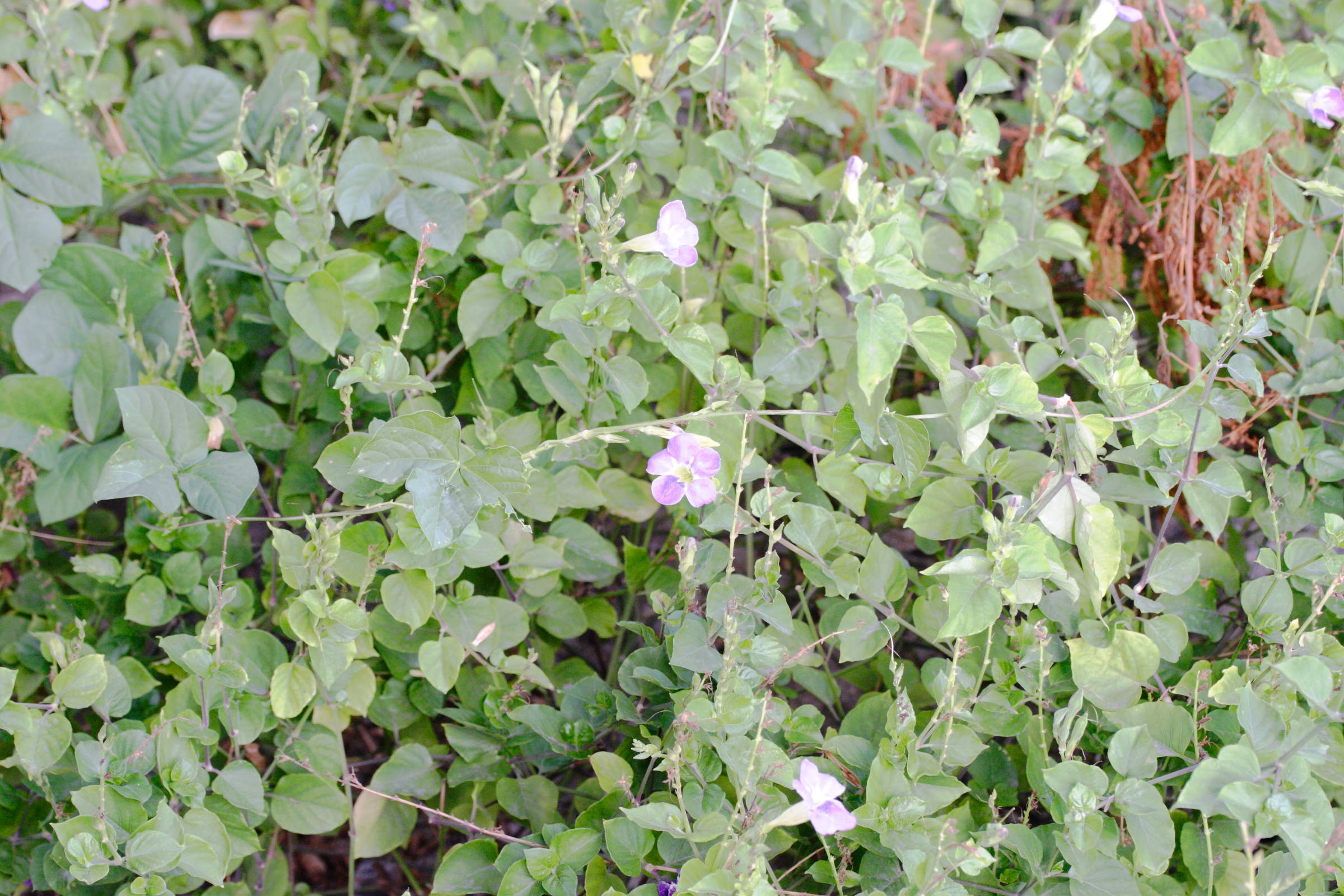 Asystasia_gangetica ssp. gangetica