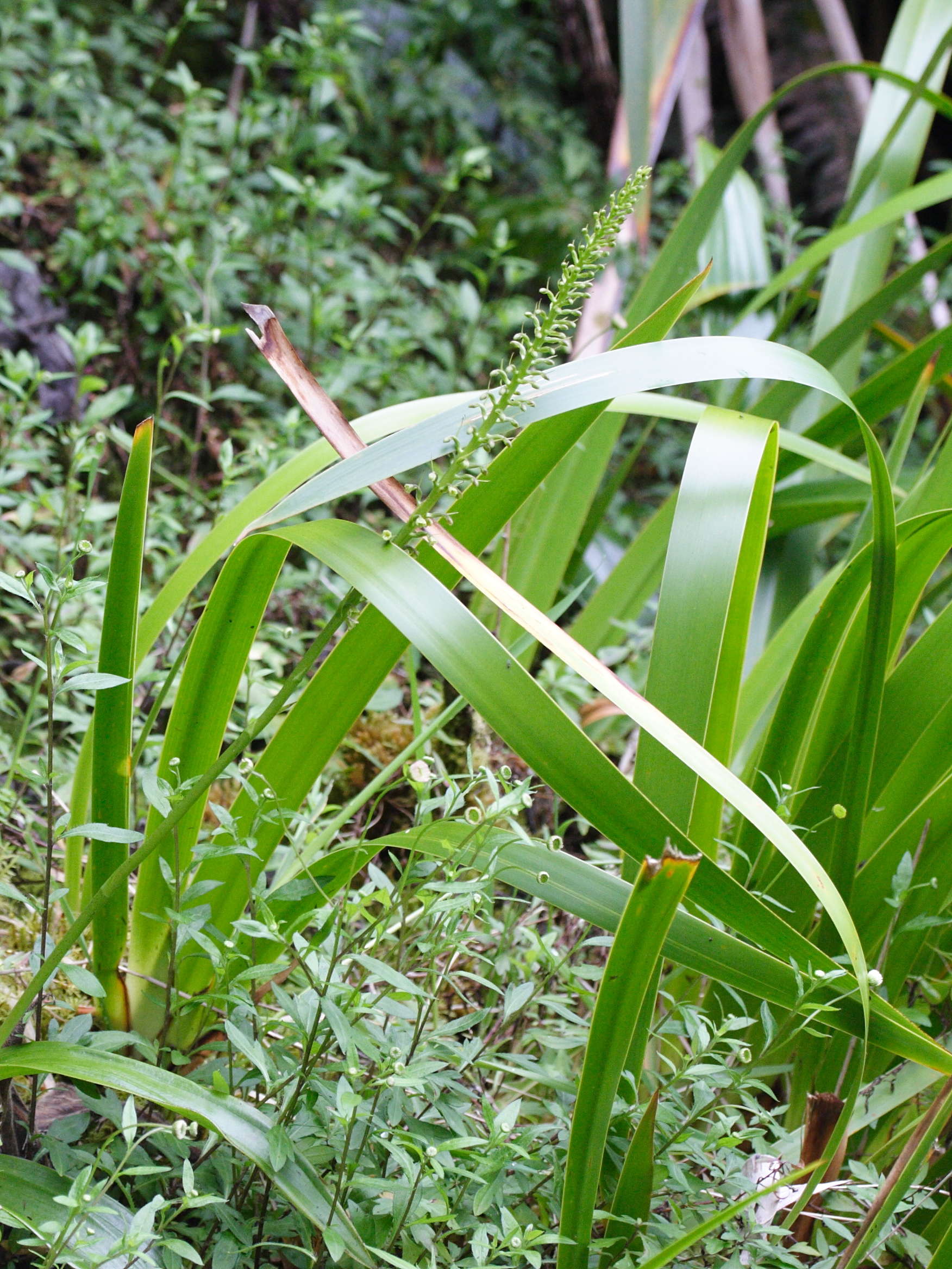 benthamia_latifolia1md