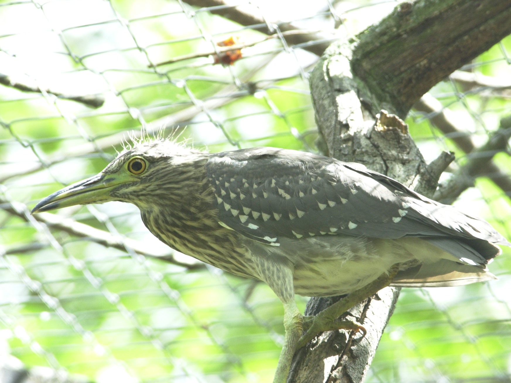 bihoreau_gris_-_nycticorax_nycticorax1md