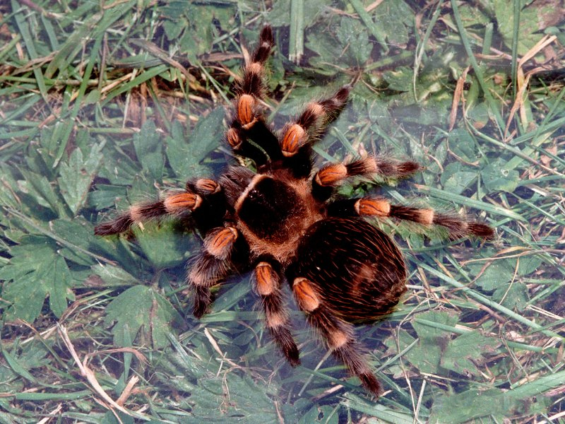 brachypelma_smithi1md
