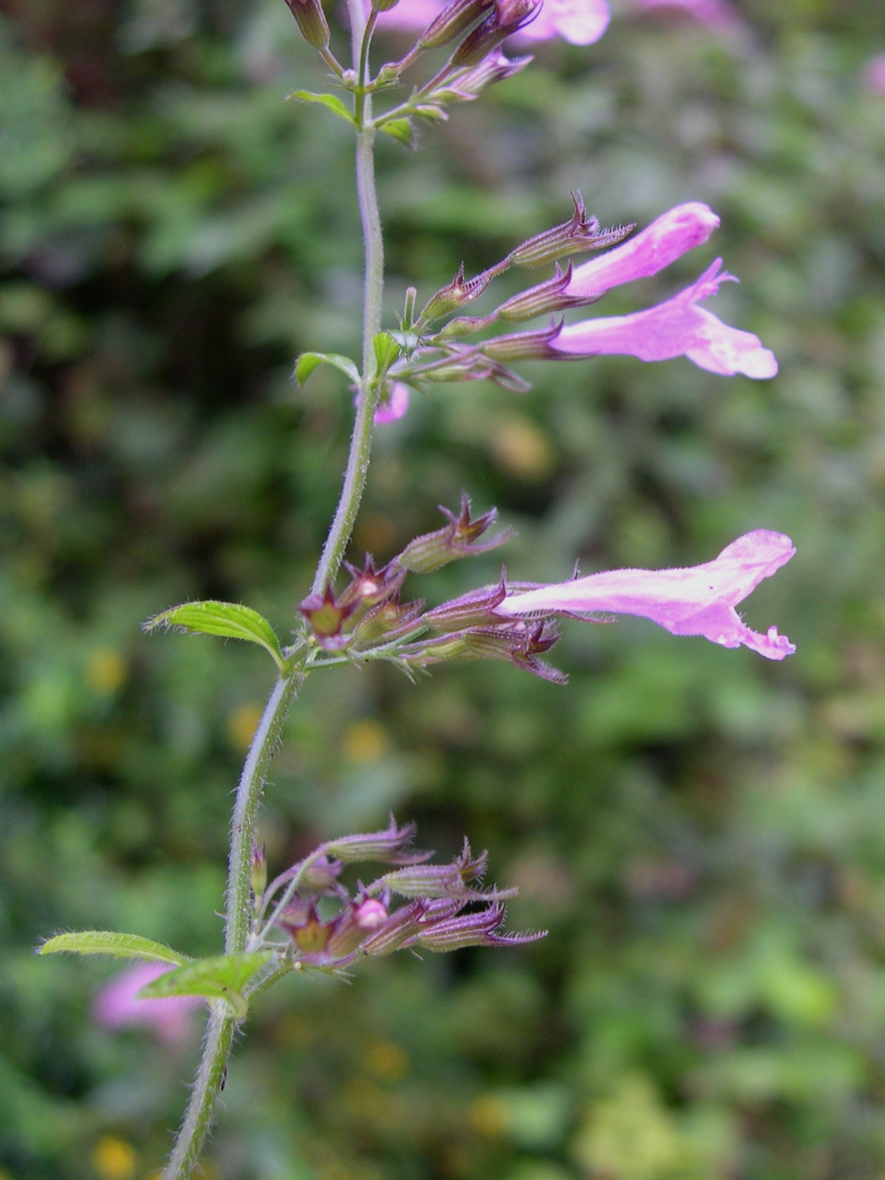 calamintha_menthifolia3md