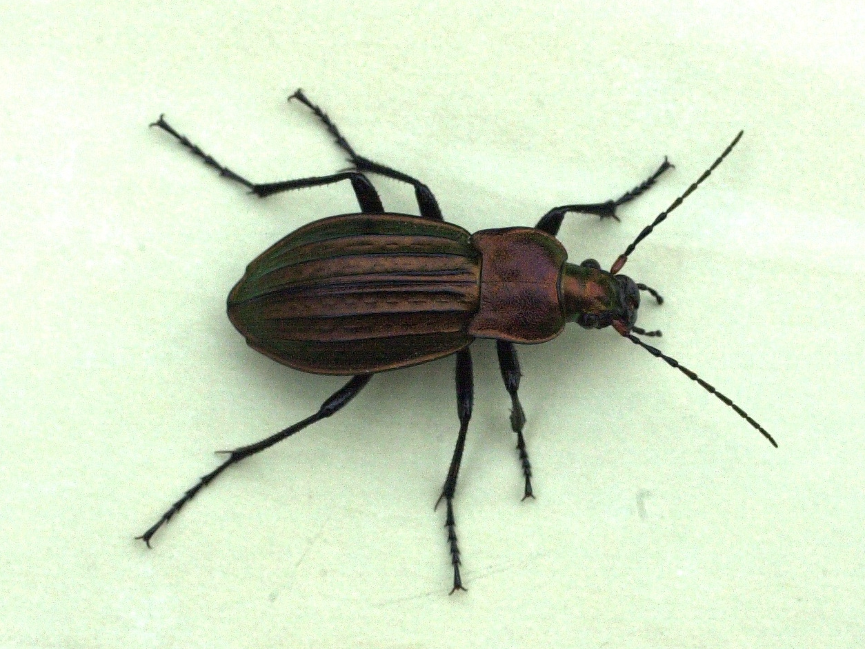 carabus_cancellatus1bmd