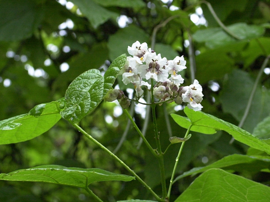 catalpa_bignonioides3md
