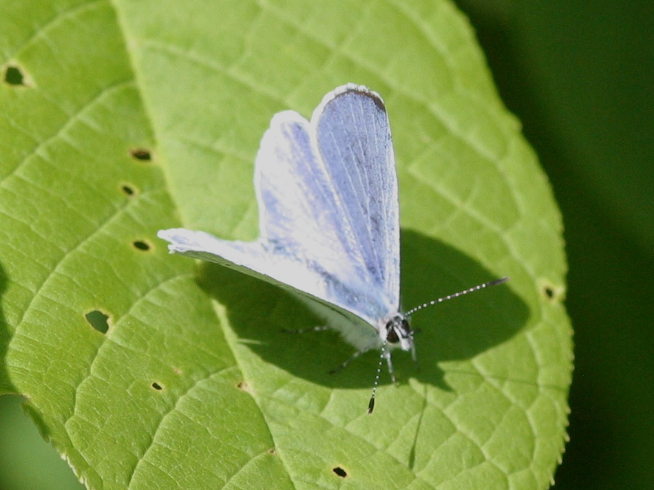 celastrina_argiolus3bd