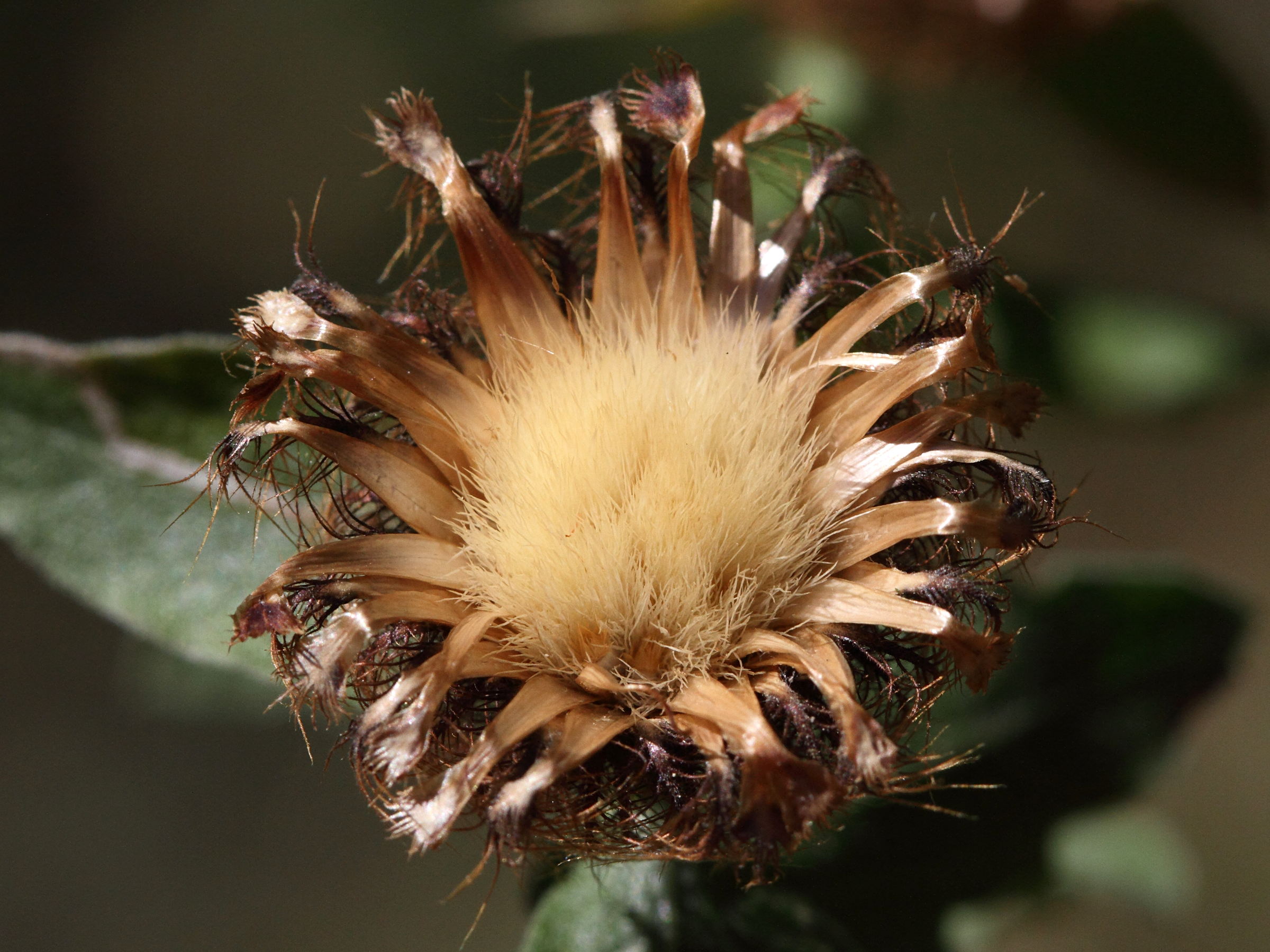 centaurea_pectinata6md
