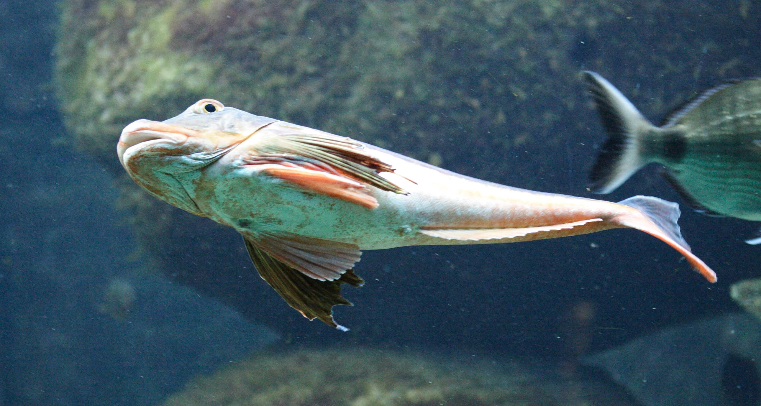 chelidonichthys_lucerna2md