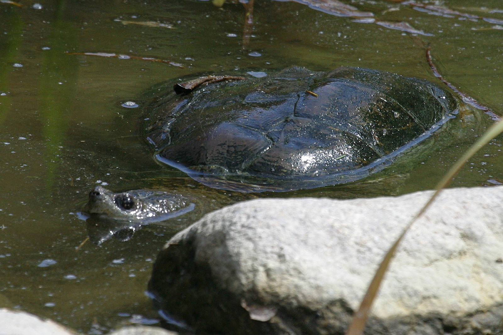 chelydra_serpentina1abd