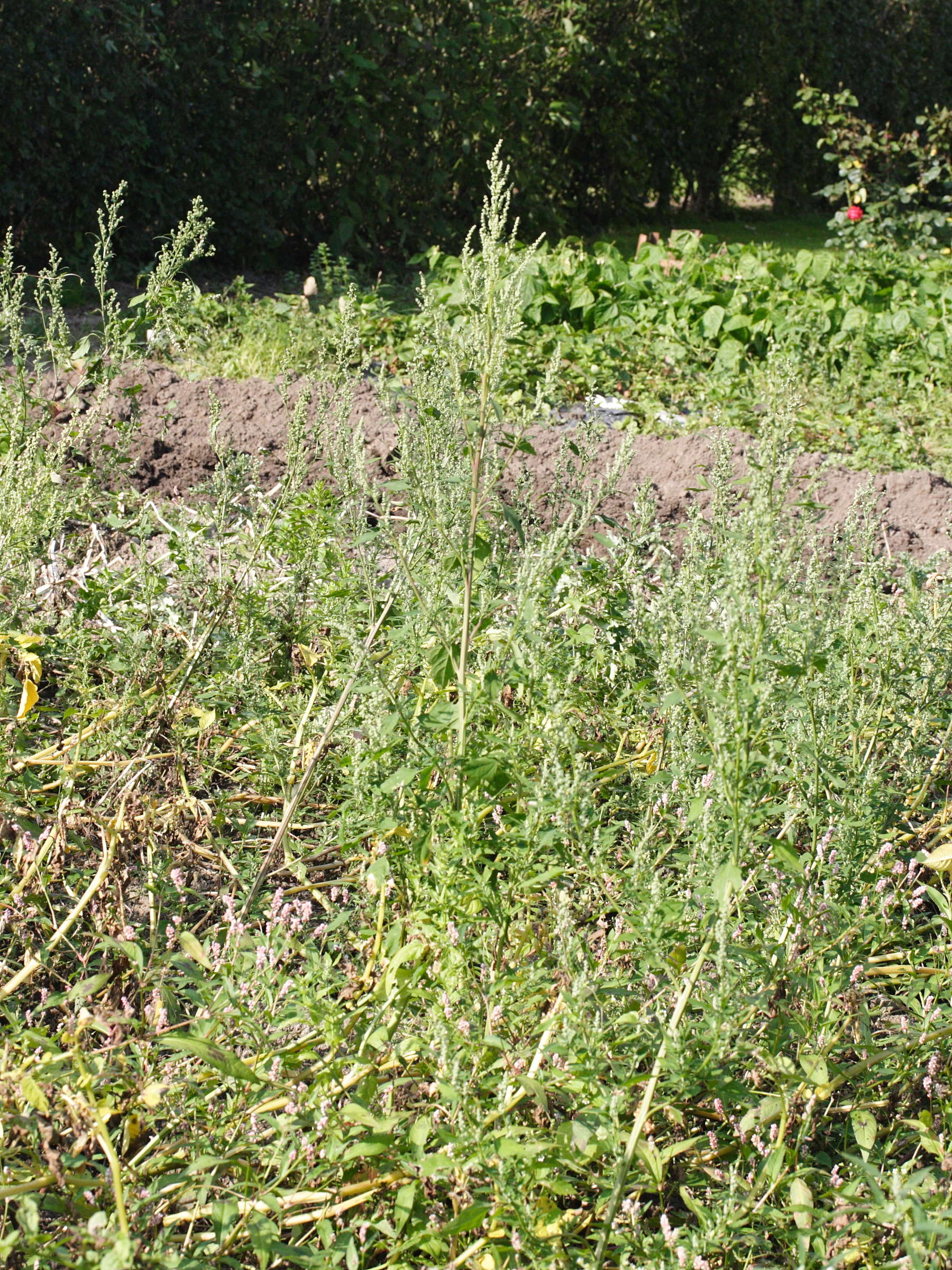 Afficher le média chenopodium_album4md chenopodium_album4md
