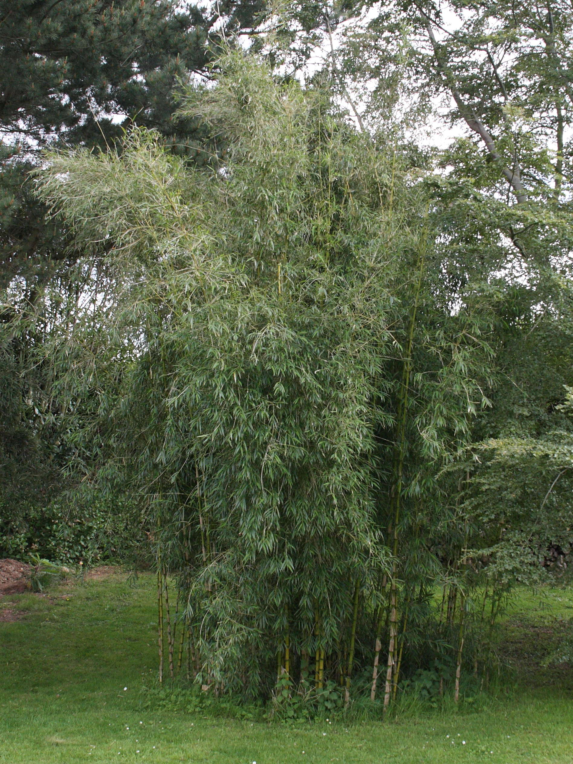 chusquea_breviglumis1bd