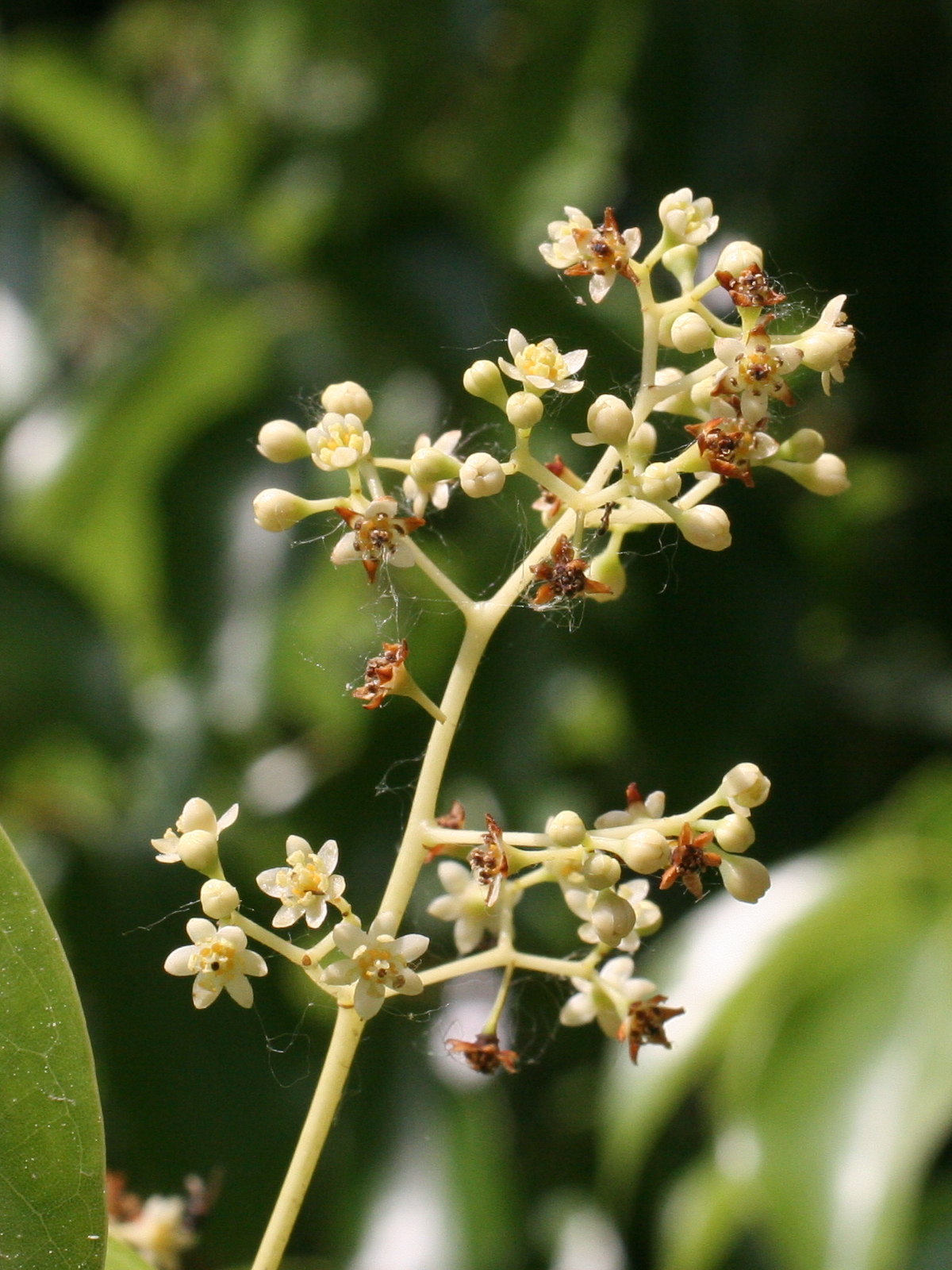 cinnamomum_camphora3md