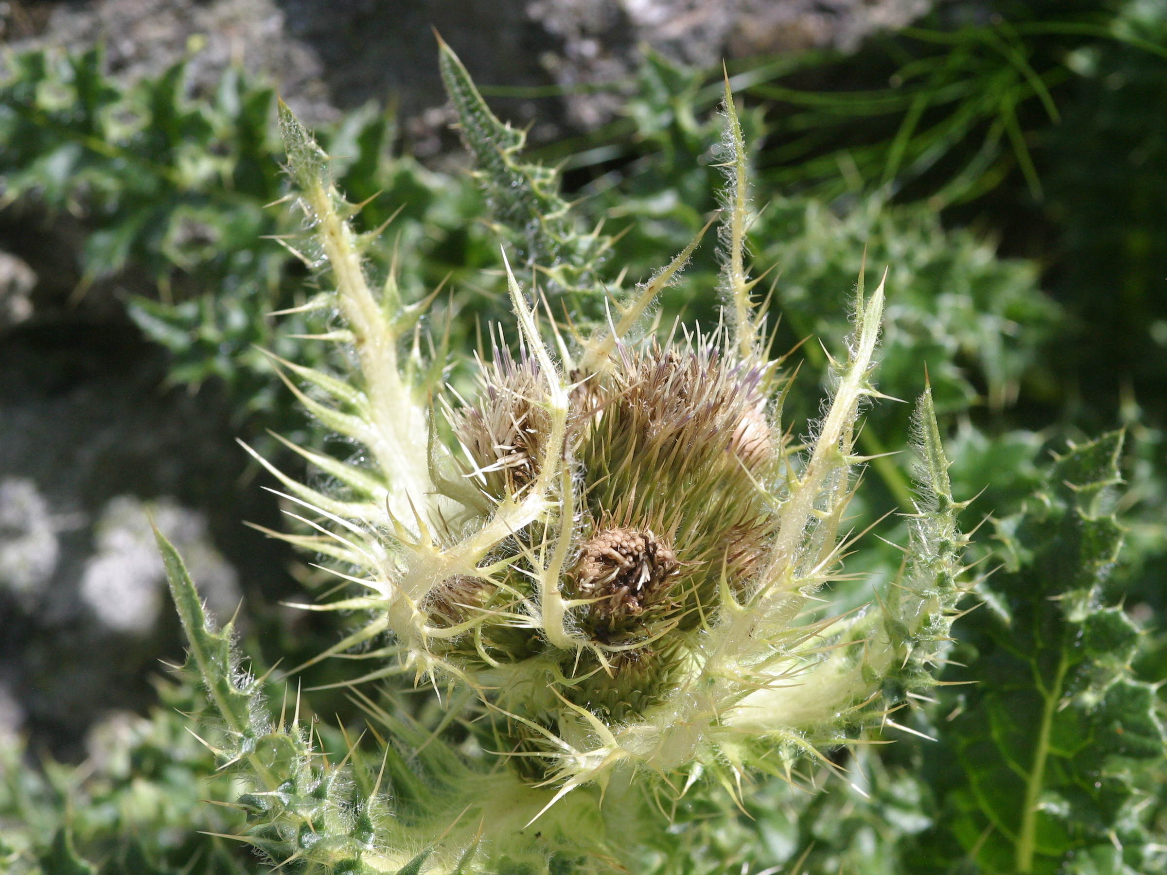 cirsium_spinosissimum2bd