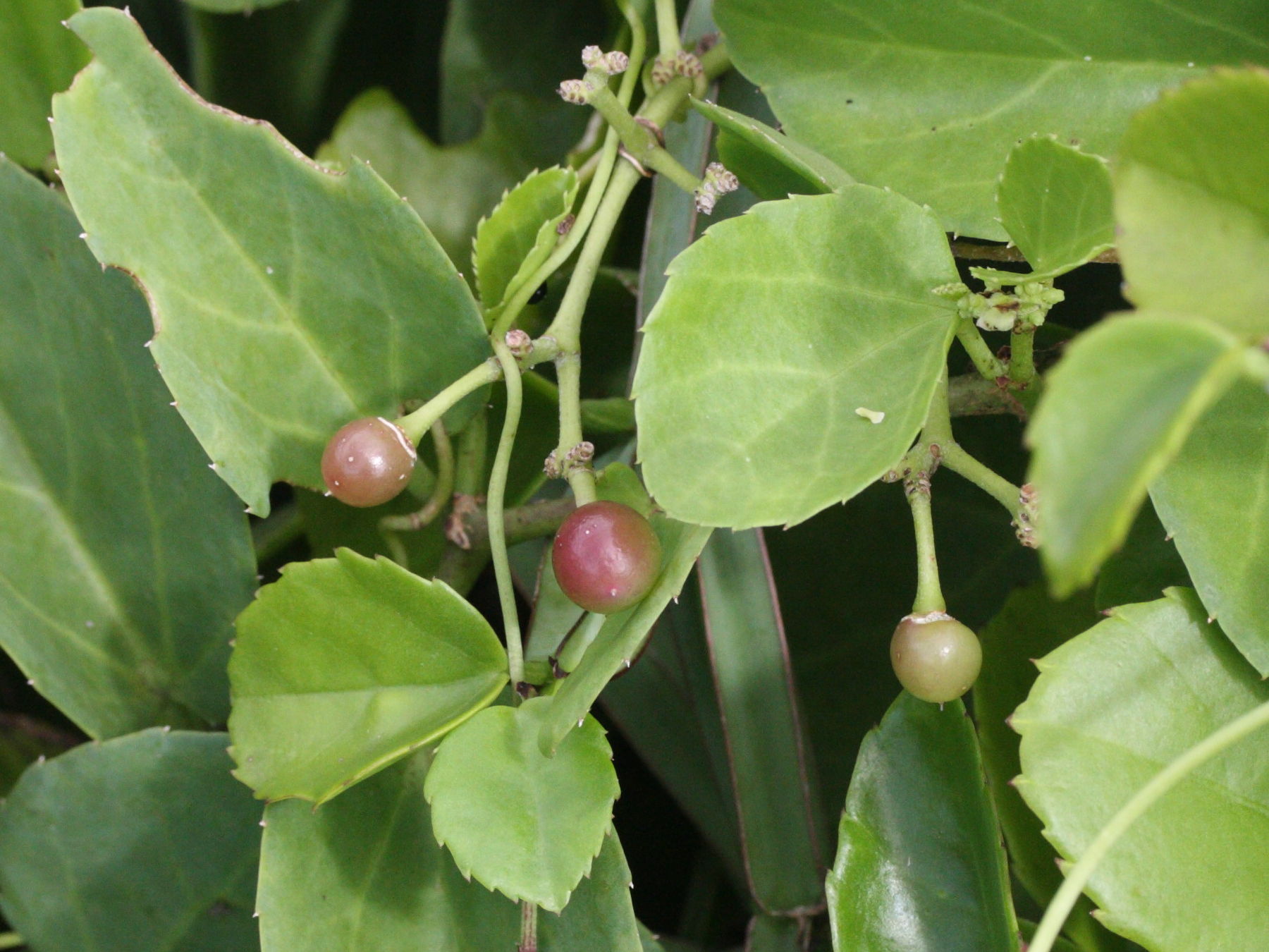 cissus_rotundifolia3md