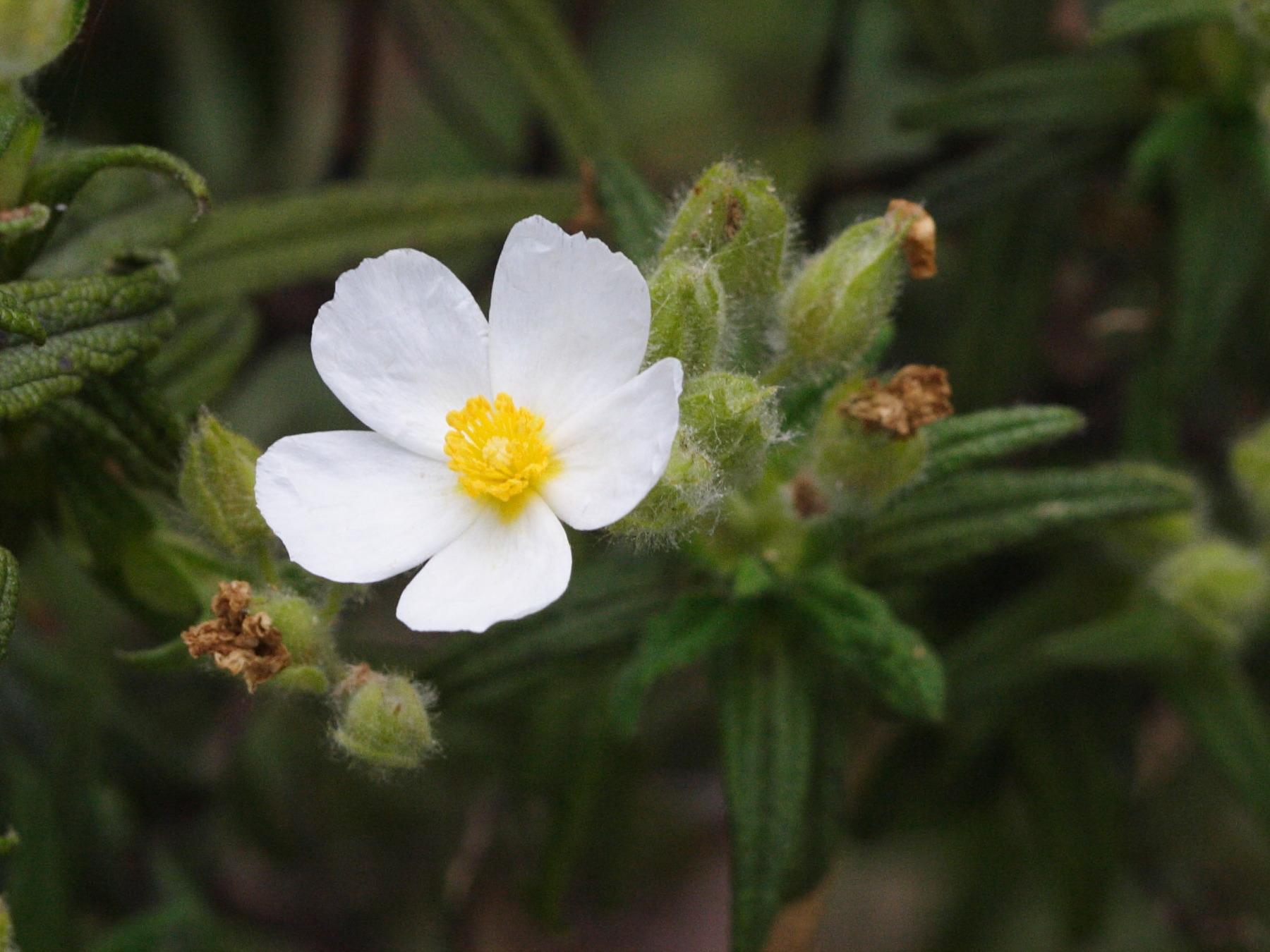 Cistus_monspeliensis