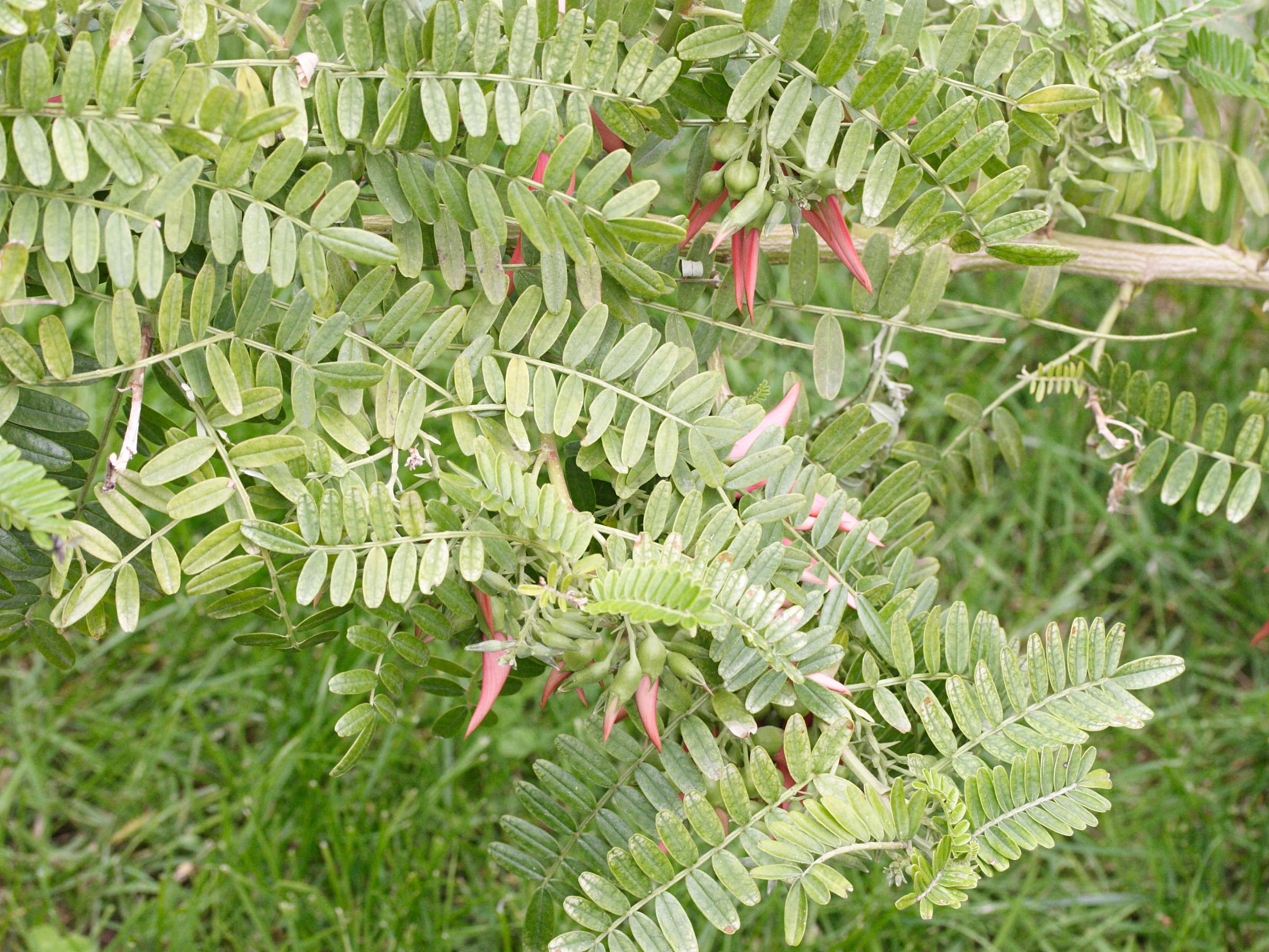 clianthus_puniceus1md