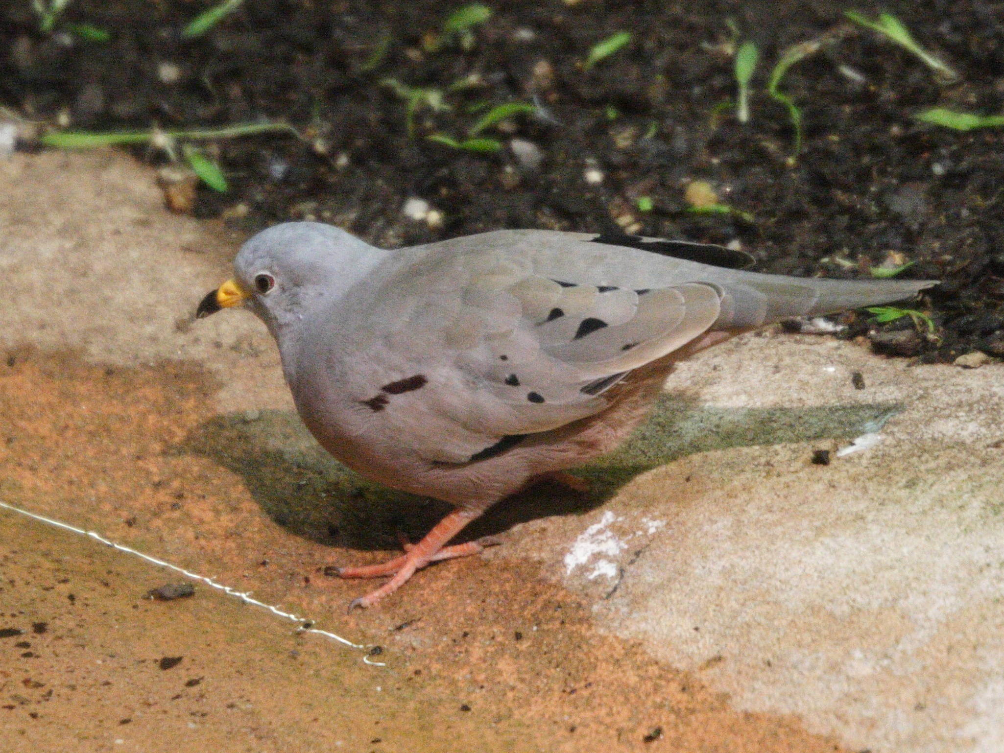 colombe_a_bec_jaune_-_columbina_cruziana1md