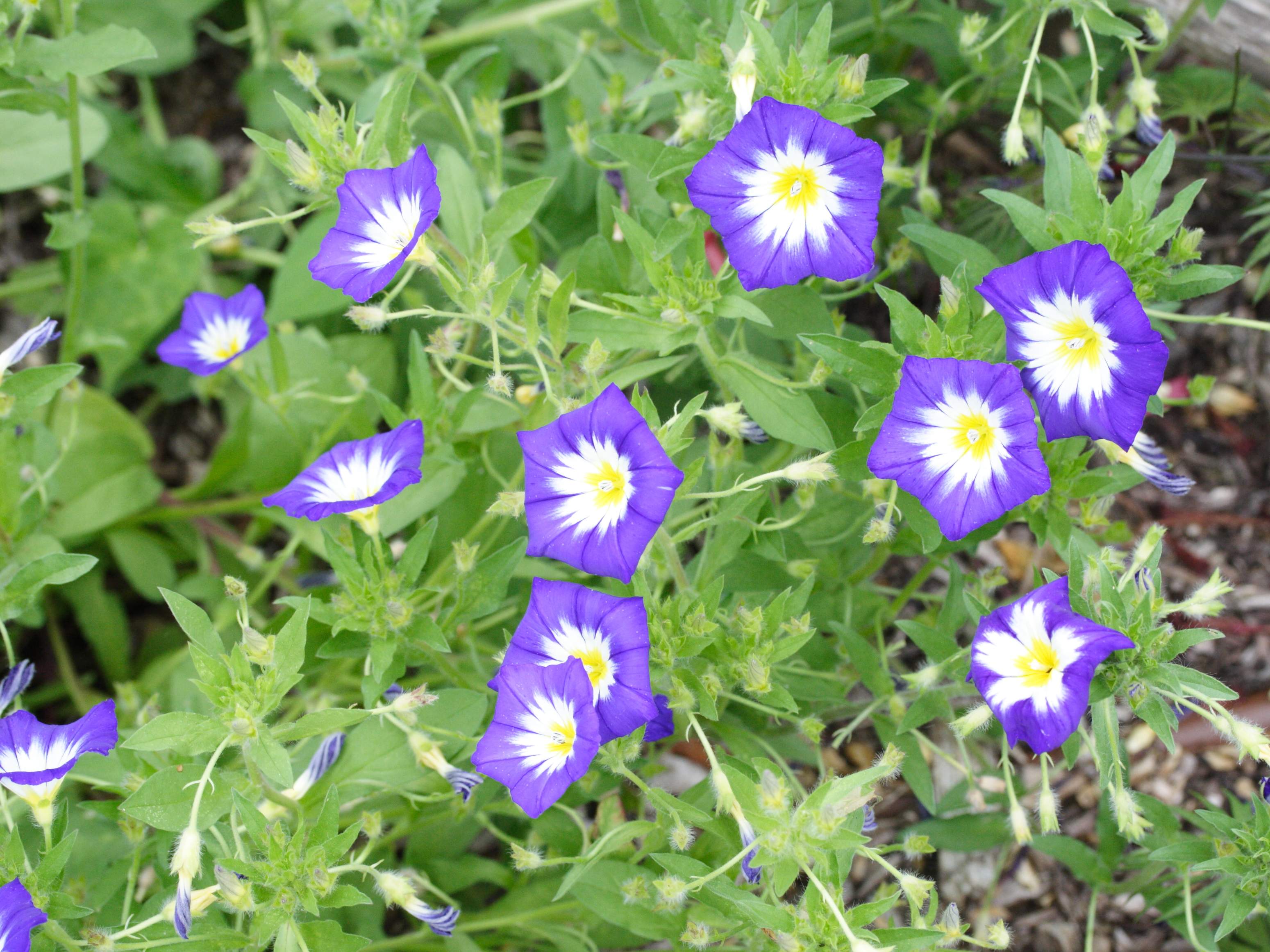 convolvulus_tricolor1md
