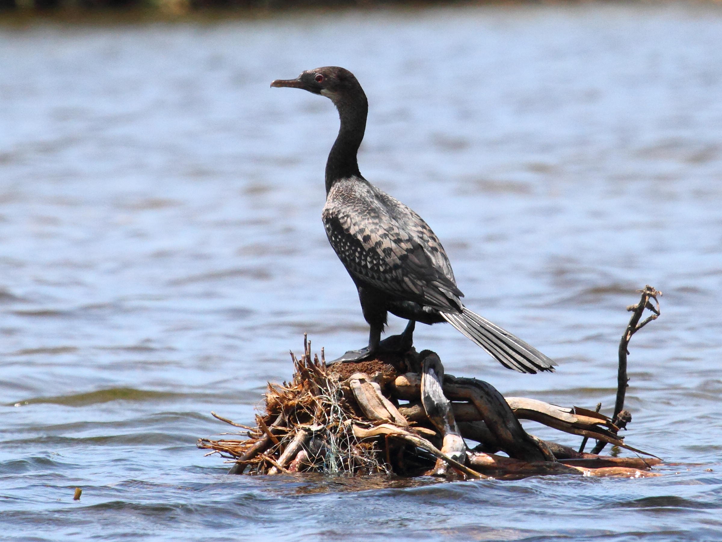 cormoran_africain_-_phalacrocorax_africanus2bd