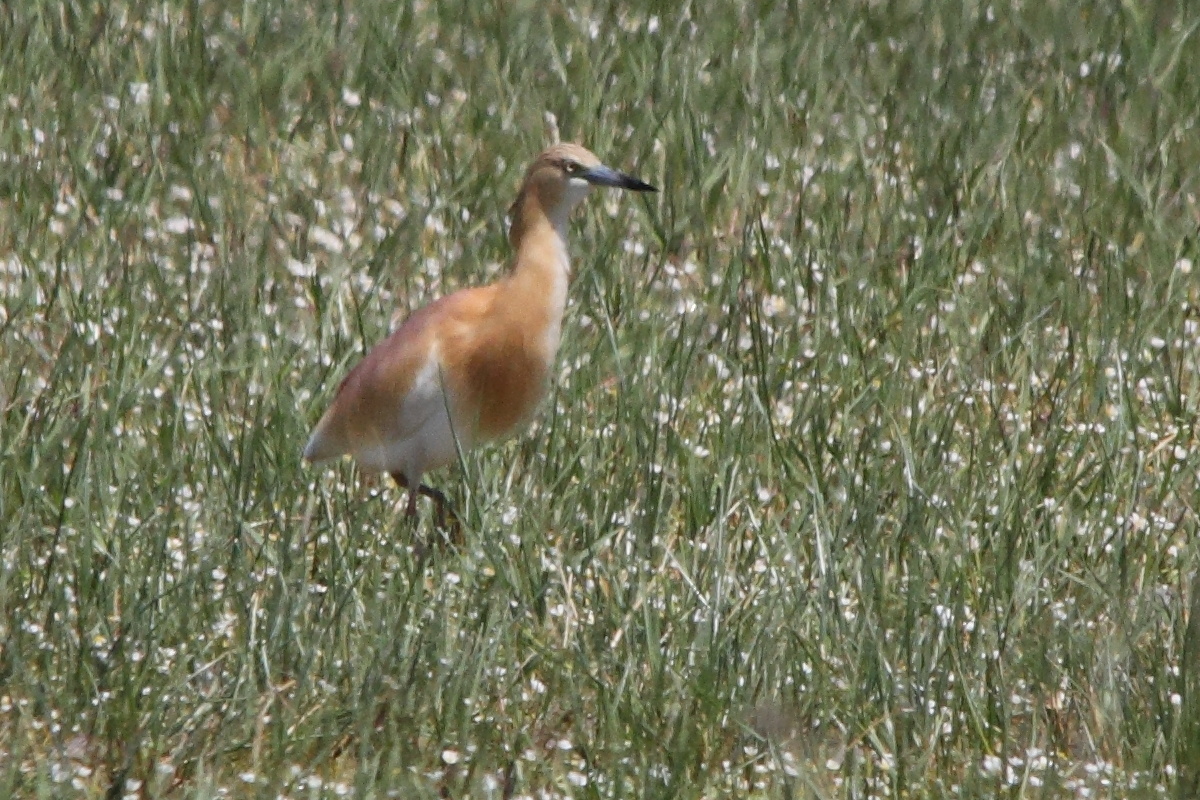 crabier_chevelu_-_ardeola_ralloides4md