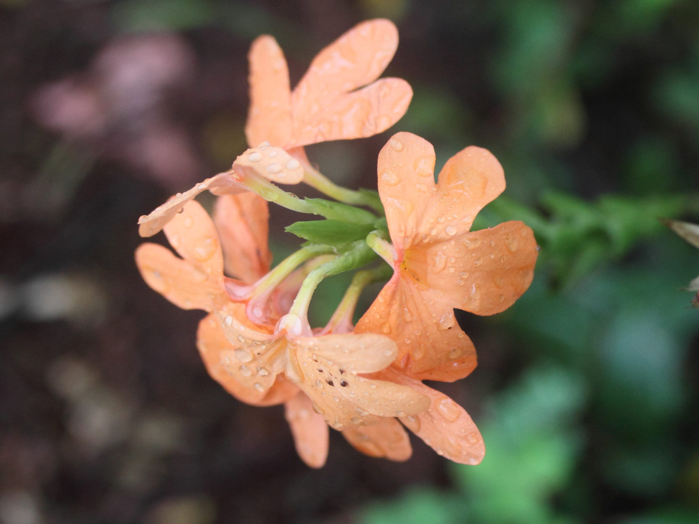 crossandra_puberula2md