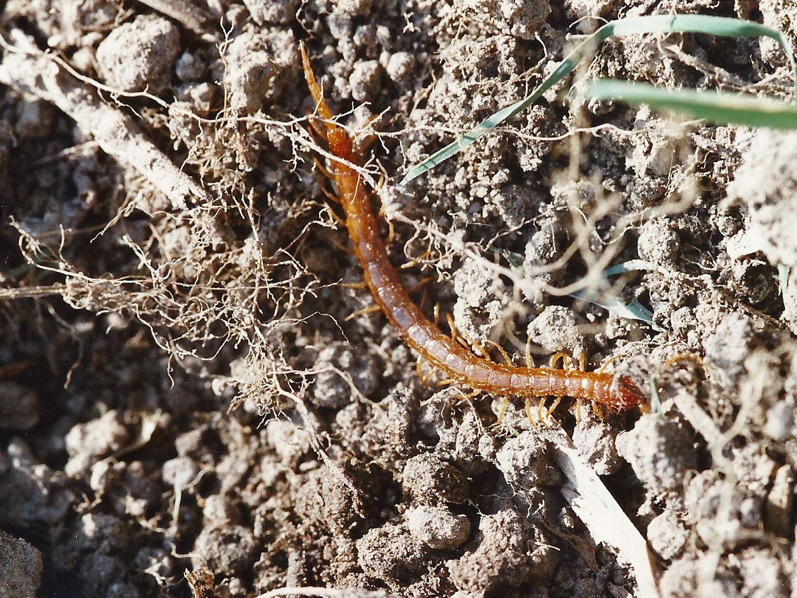 Afficher le média cryptops_anomalans1md cryptops_anomalans1md