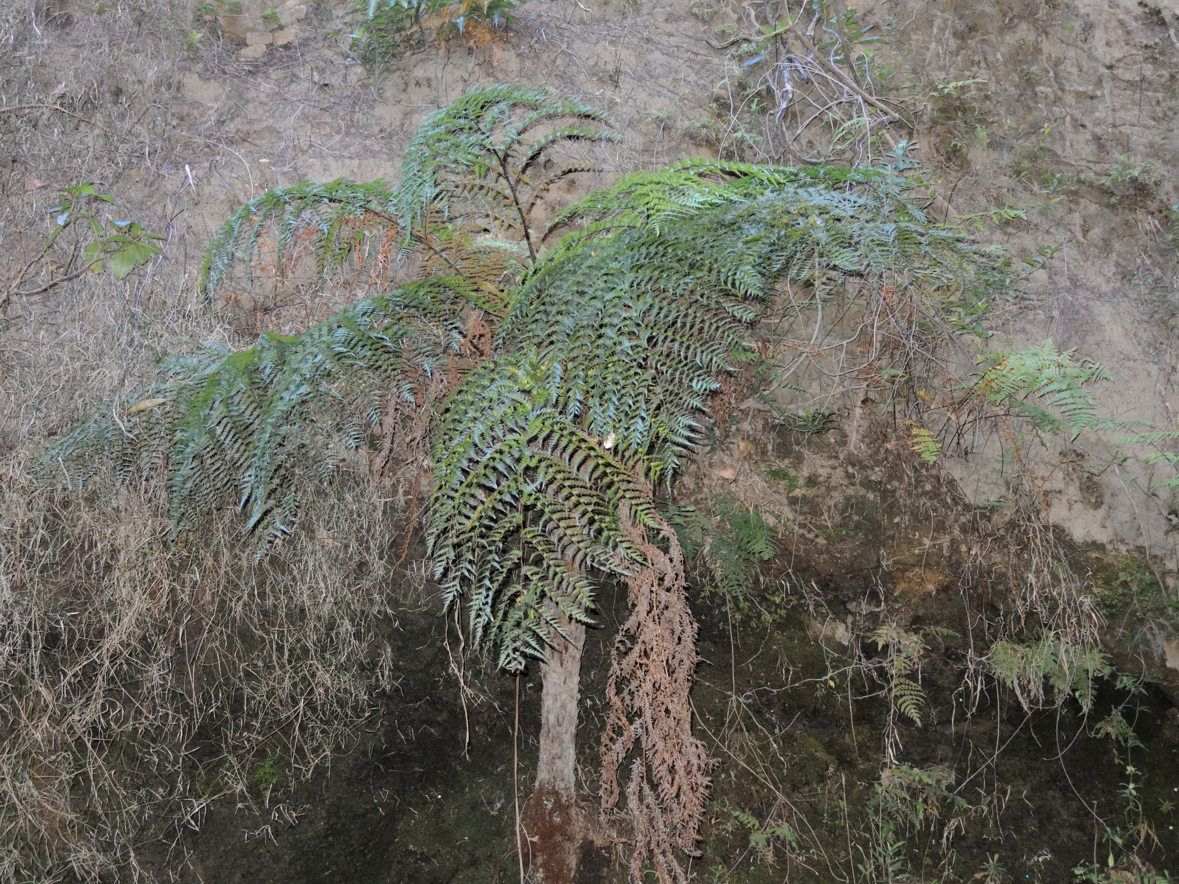 Afficher le média Cyathaea_isaloensis Cyathaea_isaloensis