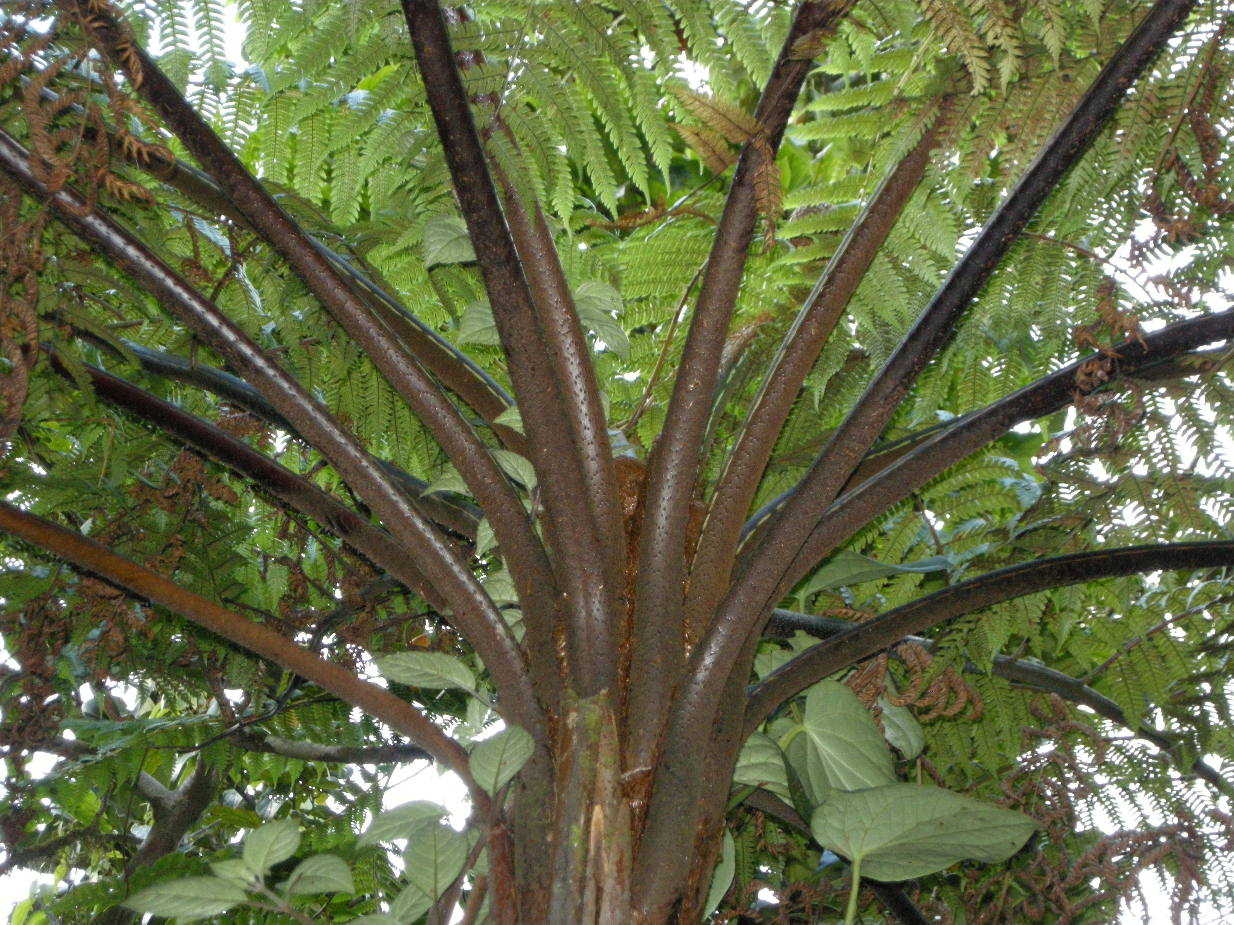 Afficher le média Cyathaea_muricata Cyathaea_muricata