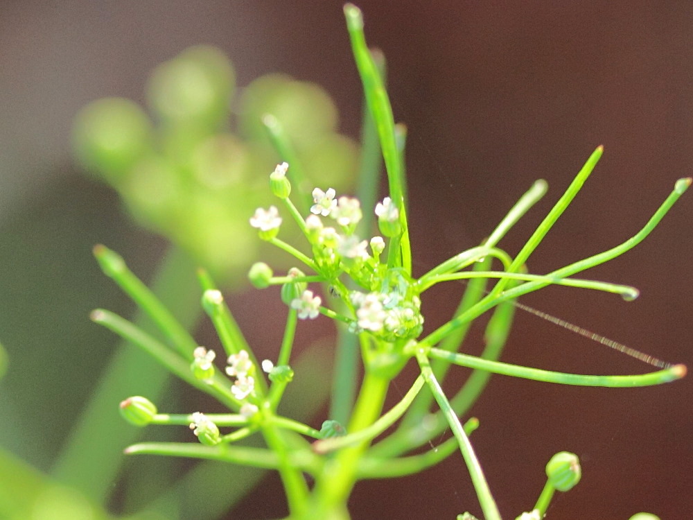 cyclospermum_leptophyllum6md