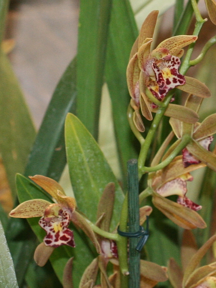 Afficher le média cymbidium_pumilum2md cymbidium_pumilum2md