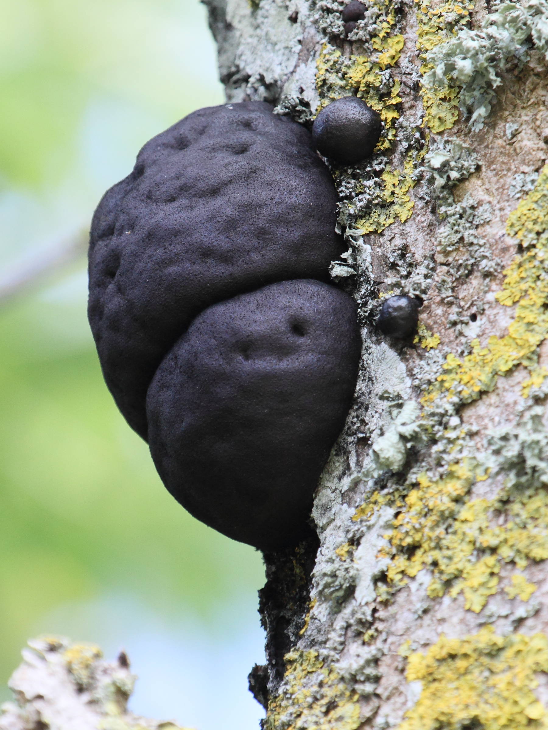 Afficher le média daldinia_concentrica1bd daldinia_concentrica1bd