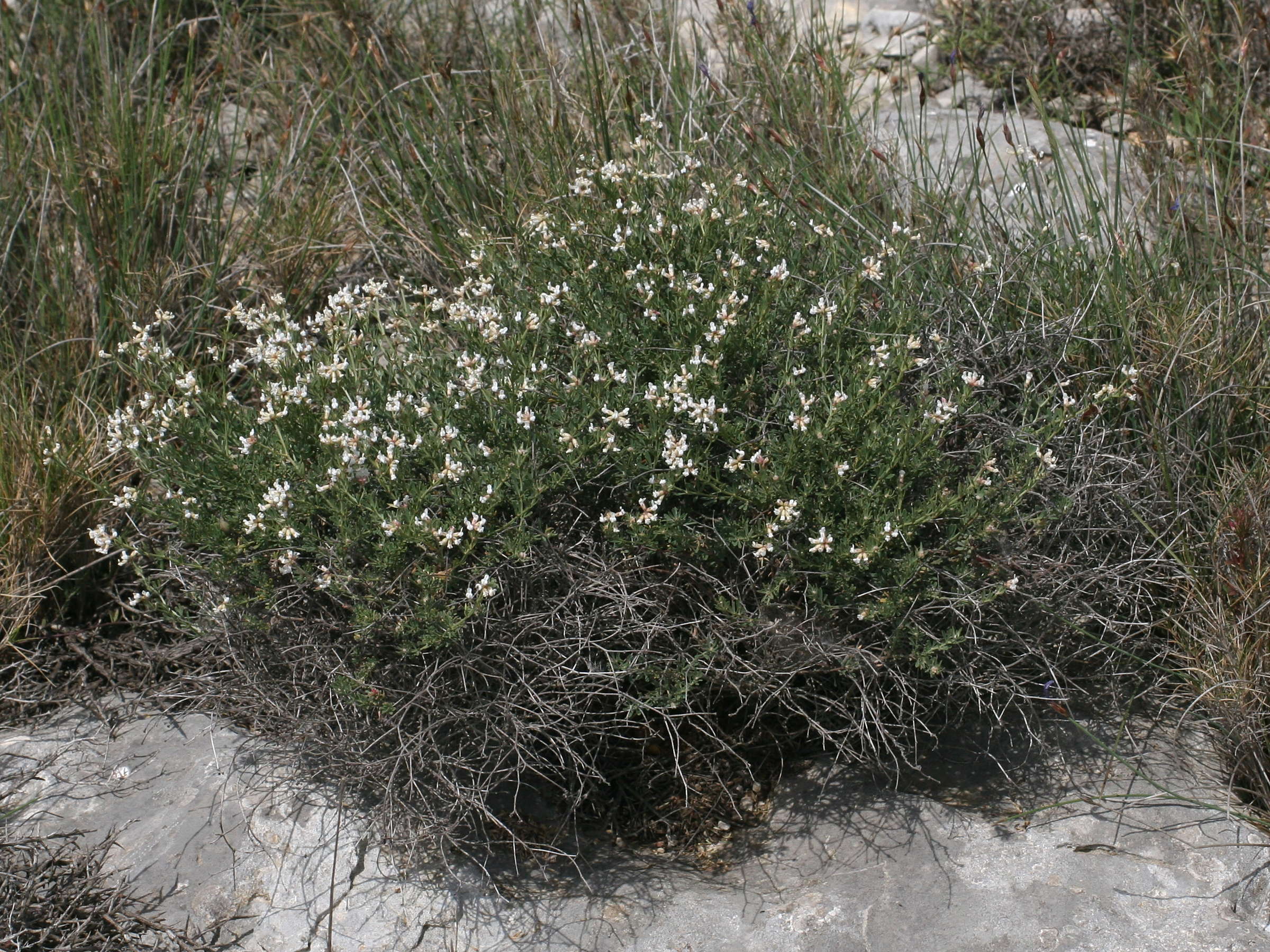 dorycnium_pentaphyllum1md