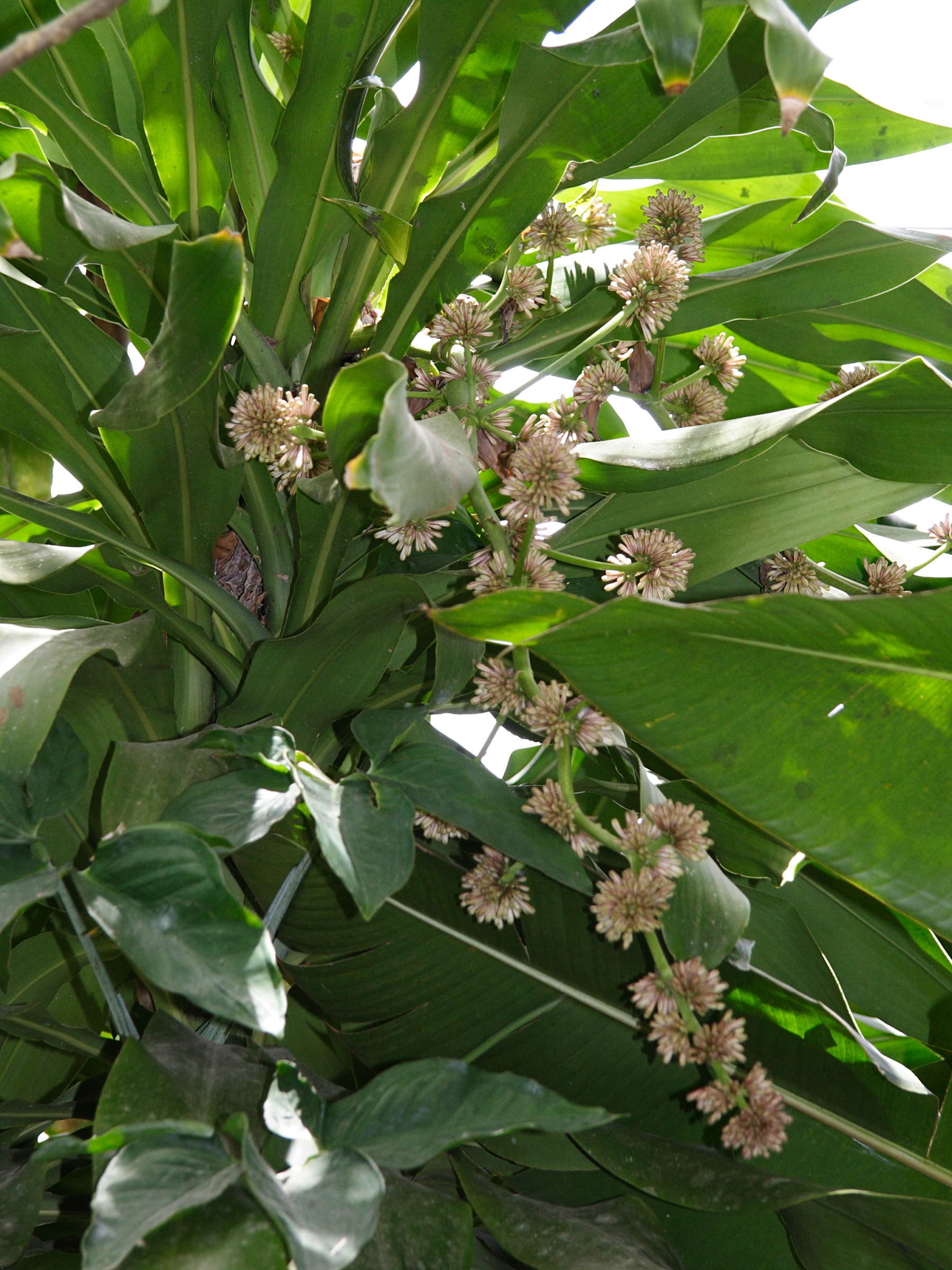 dracaena_fragrans2md