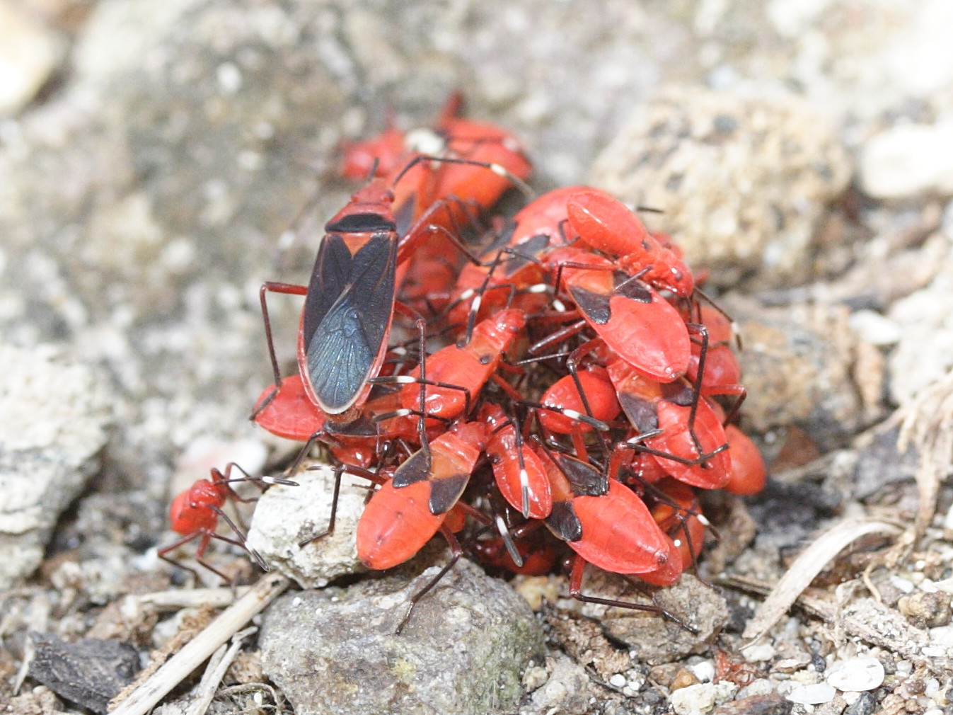 dysdercus_discolor2md