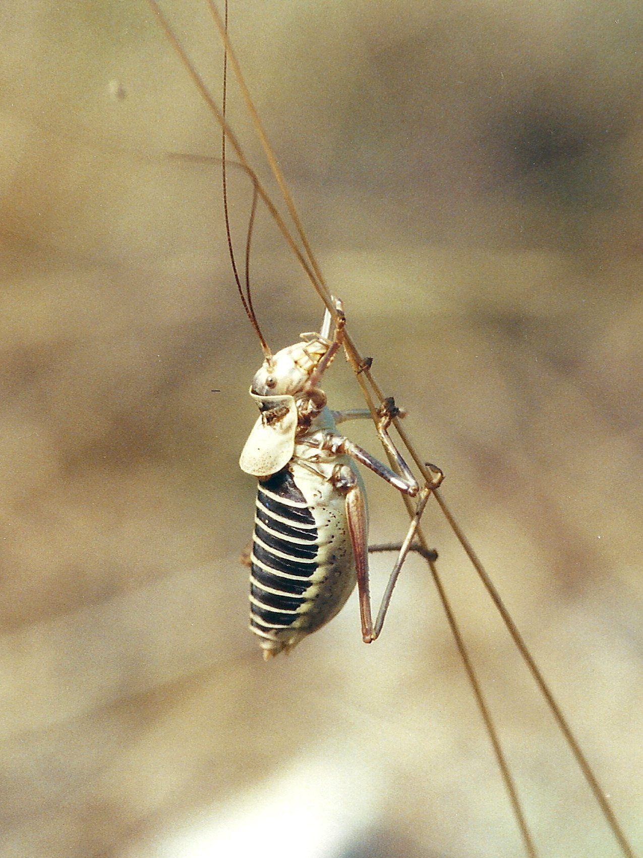 Afficher le média ephippiger_ephippiger2md ephippiger_ephippiger2md