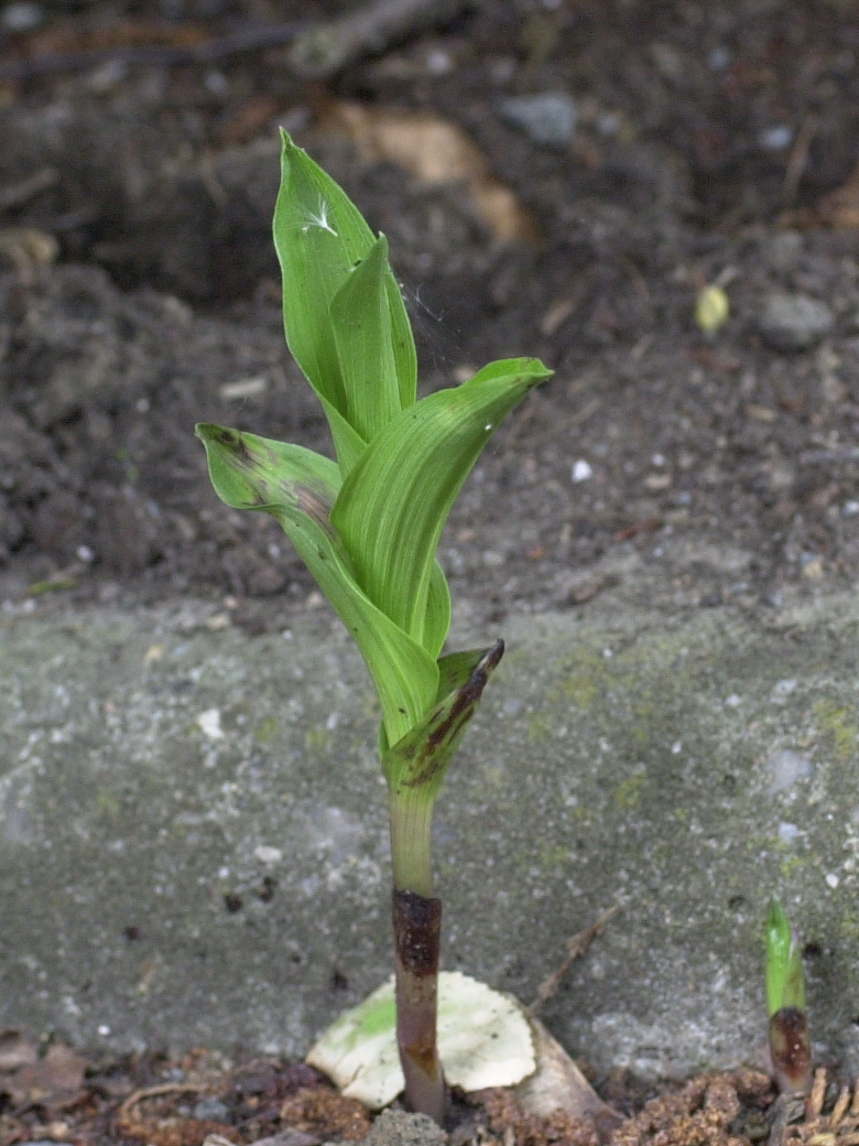 Afficher le média epipactis_helleborine1md epipactis_helleborine1md